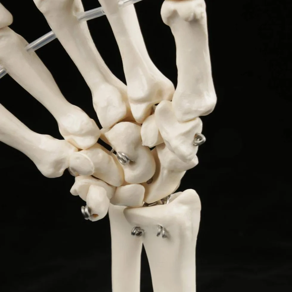 Model szkieletu ludzkiej dłoni i nadgarstka, medyczny anatomiczny model szkieletu ludzkiego nadgarstka 1:1 dla szkół szpitalny sprzęt laboratoryjny