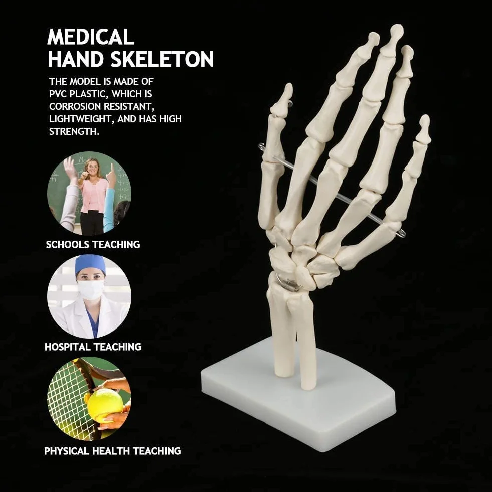 Model szkieletu ludzkiej dłoni i nadgarstka, medyczny anatomiczny model szkieletu ludzkiego nadgarstka 1:1 dla szkół szpitalny sprzęt laboratoryjny
