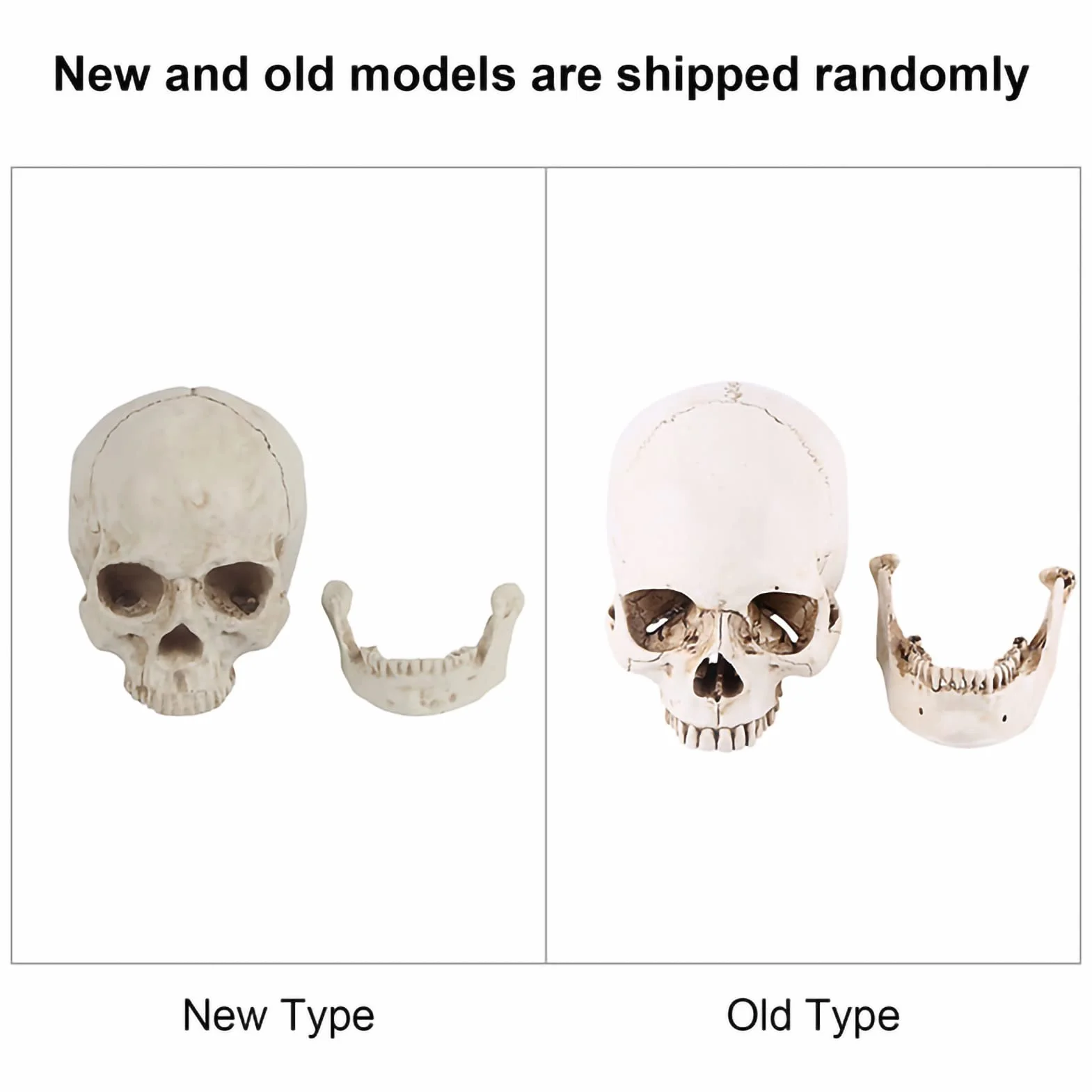 Realistyczna Replika Czaszki Ludzkiej Biała Żywica Ruchoma Szczęka Model Anatomiczny Halloween