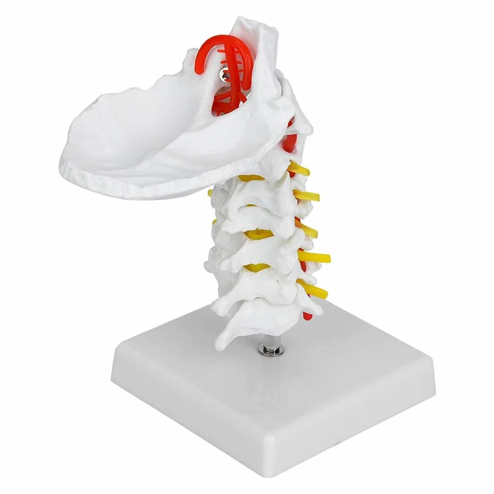Model ludzkiego kręgu szyjnego 1:1, model kręgosłupa szyjnego z tętnicą szyjną, model anatomiczny nerwów kręgosłupa do laboratorium naukowego
