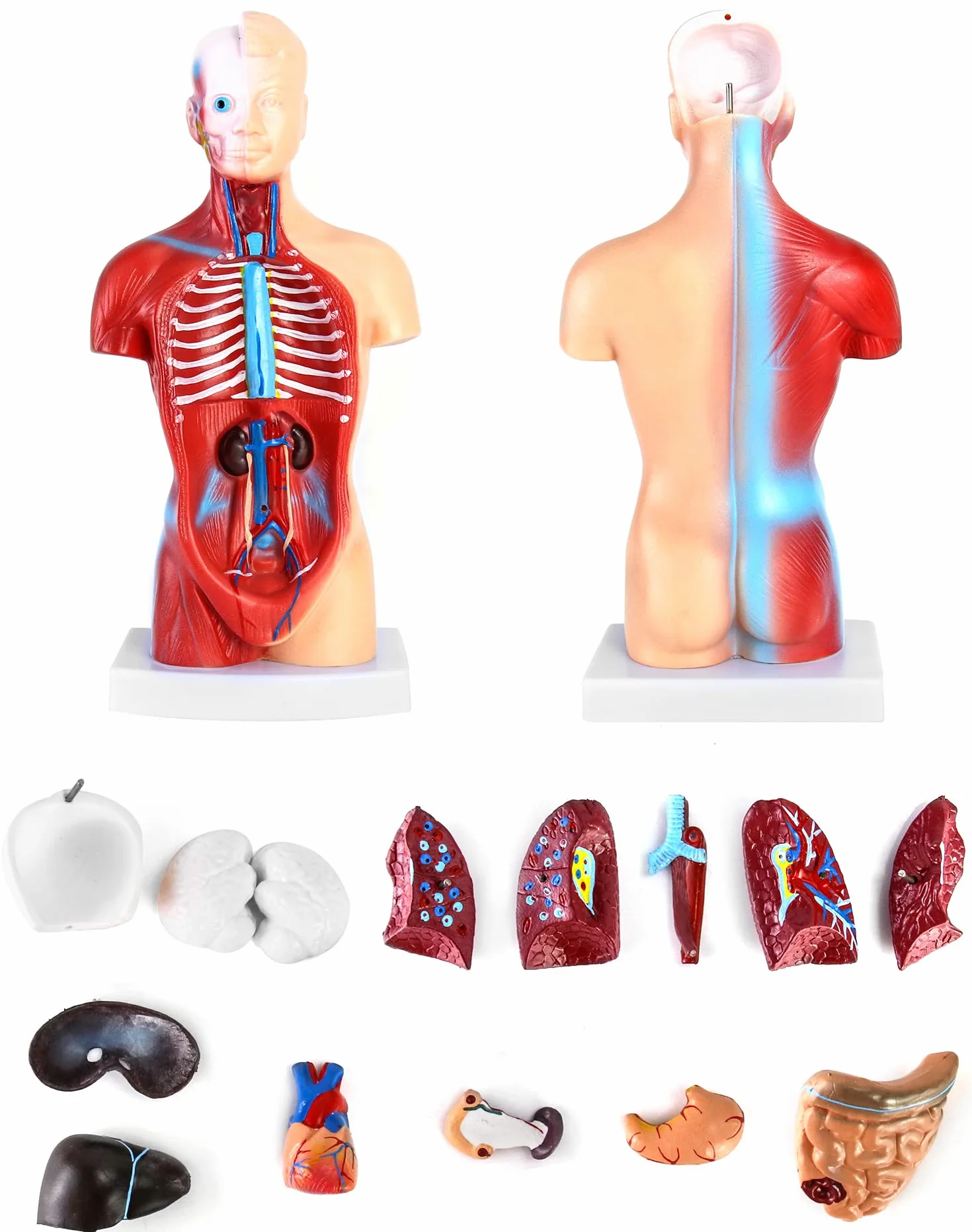 QWORK 15-częściowy model anatomiczny człowieka 28 cm