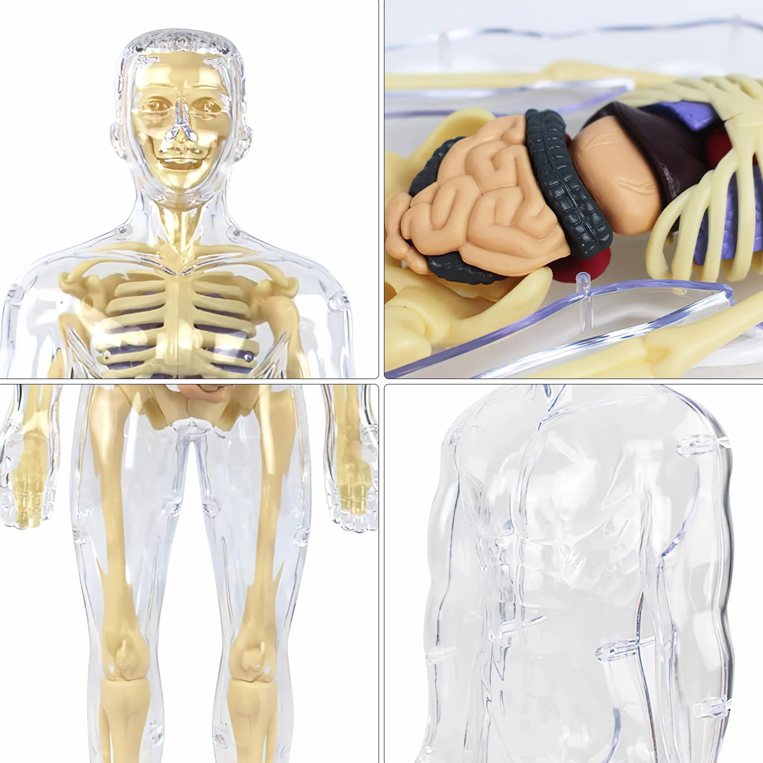 Model 3D ludzkiego ciała dla dzieci, model anatomiczny ciała, model anatomiczny, model szkieletu, model nauczania ludzkiego ciała, model szkieletu, model szkieletu ludzkiego