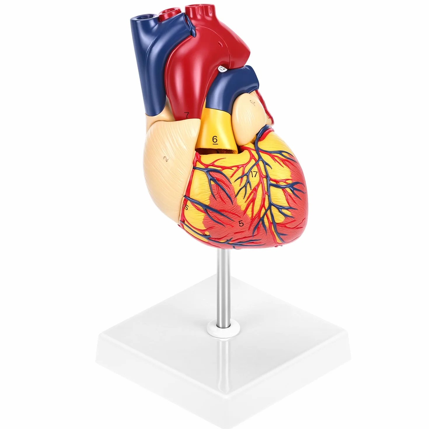 QWORK 2-częściowy model serca naturalnej wielkości z 34 oznaczeniami anatomicznymi