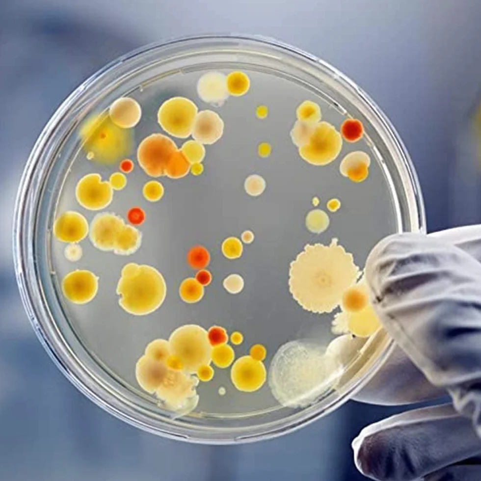 LATRAT 20 szt. Petri Dishes, sterylne plastikowe szalki Petriego, Petri steriles w/pokrywki do laboratorium hodowli komórek tkankowych, 90 mm