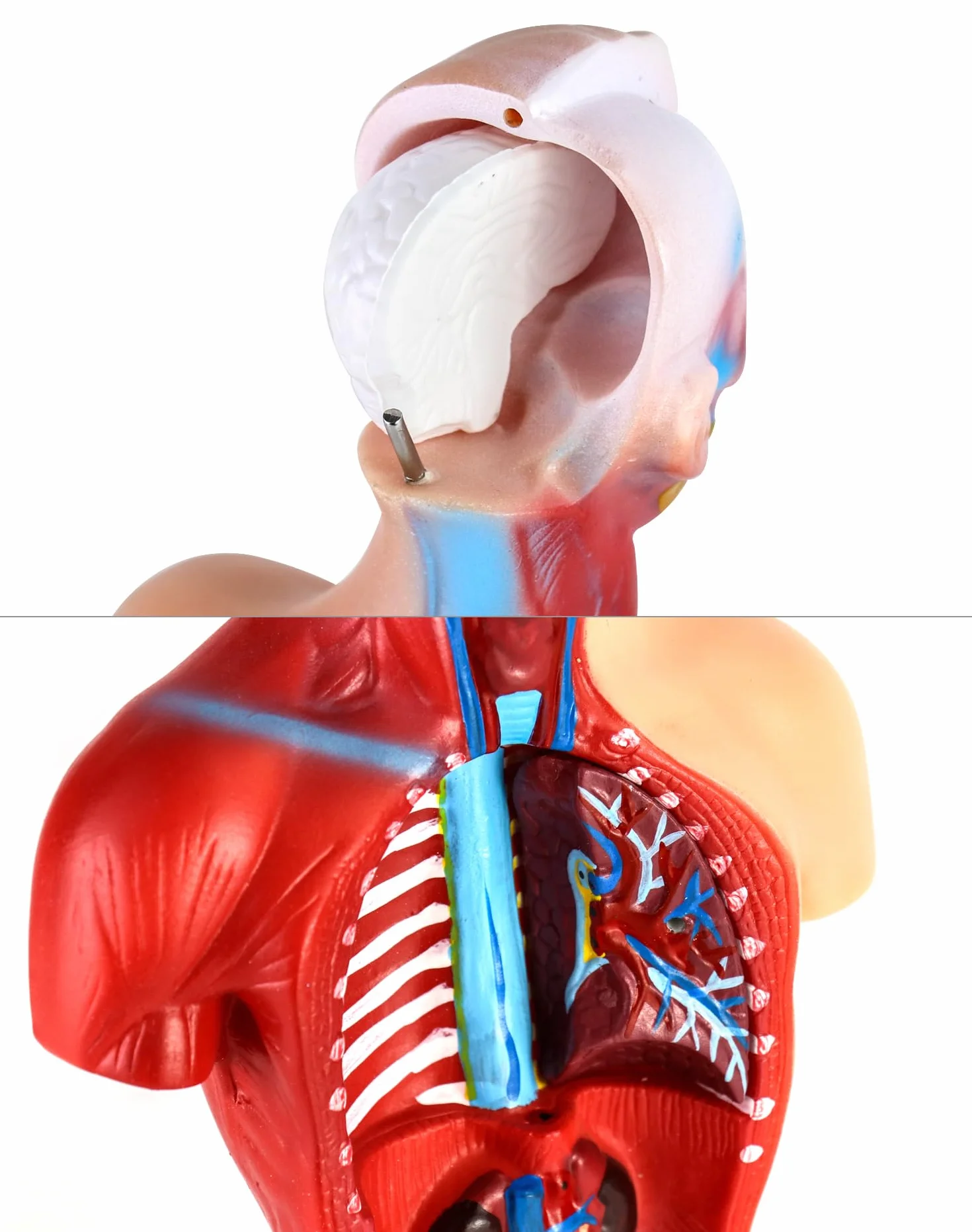 QWORK 15-częściowy model anatomiczny człowieka 28 cm