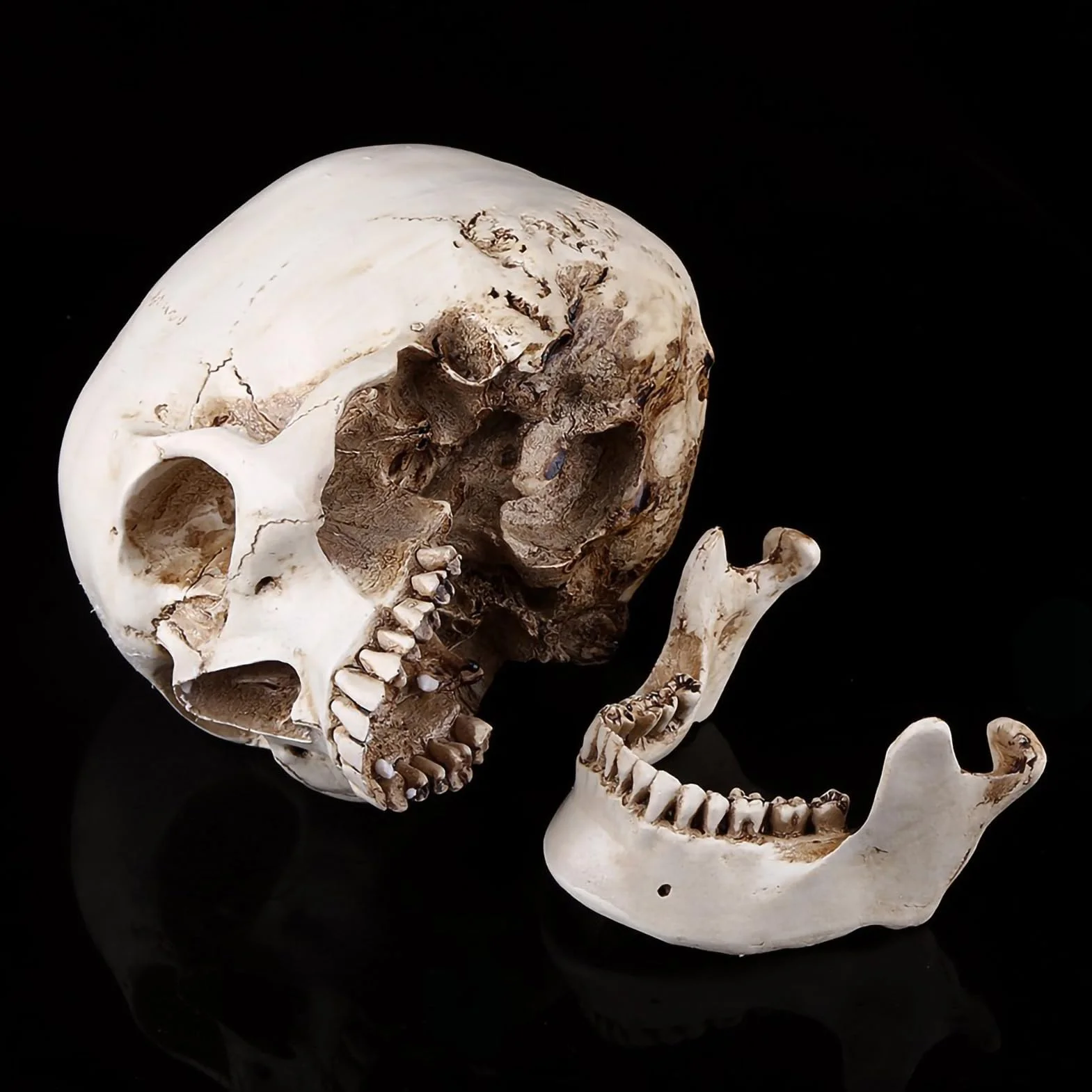 Realistyczna Replika Czaszki Ludzkiej Biała Żywica Ruchoma Szczęka Model Anatomiczny Halloween