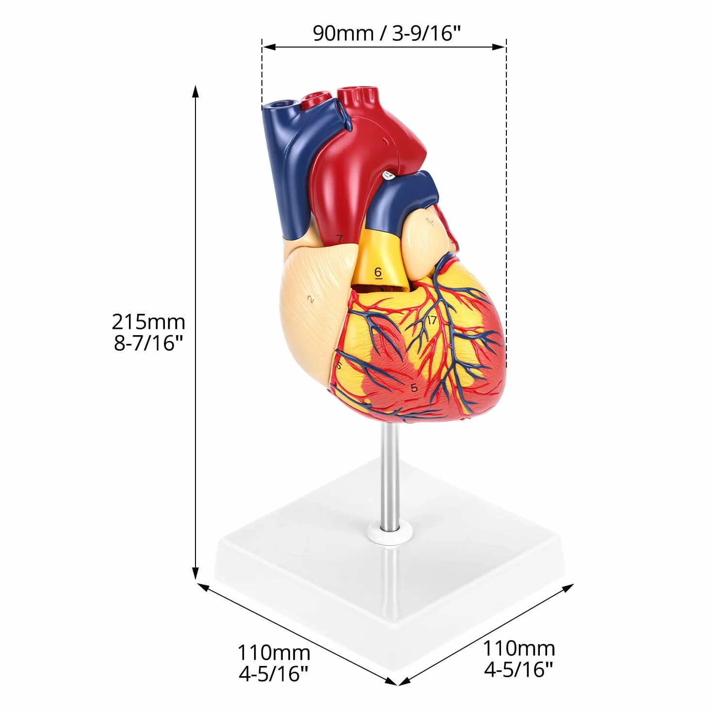 QWORK 2-częściowy model serca naturalnej wielkości z 34 oznaczeniami anatomicznymi