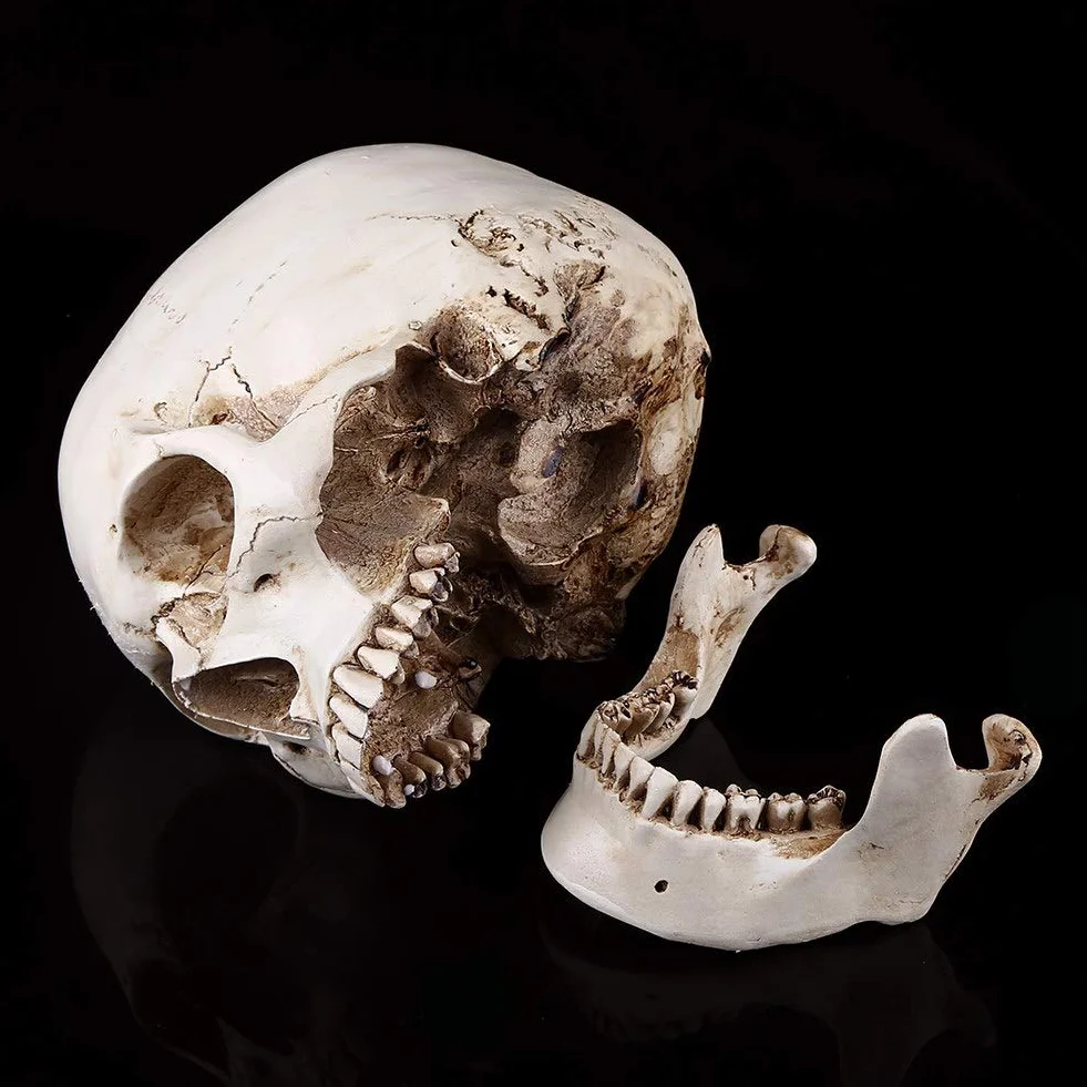 3-częściowa replika ludzkiej czaszki, naturalnej wielkości, model anatomiczny do dekoracji Halloween, realistyczna imitacja czaszki