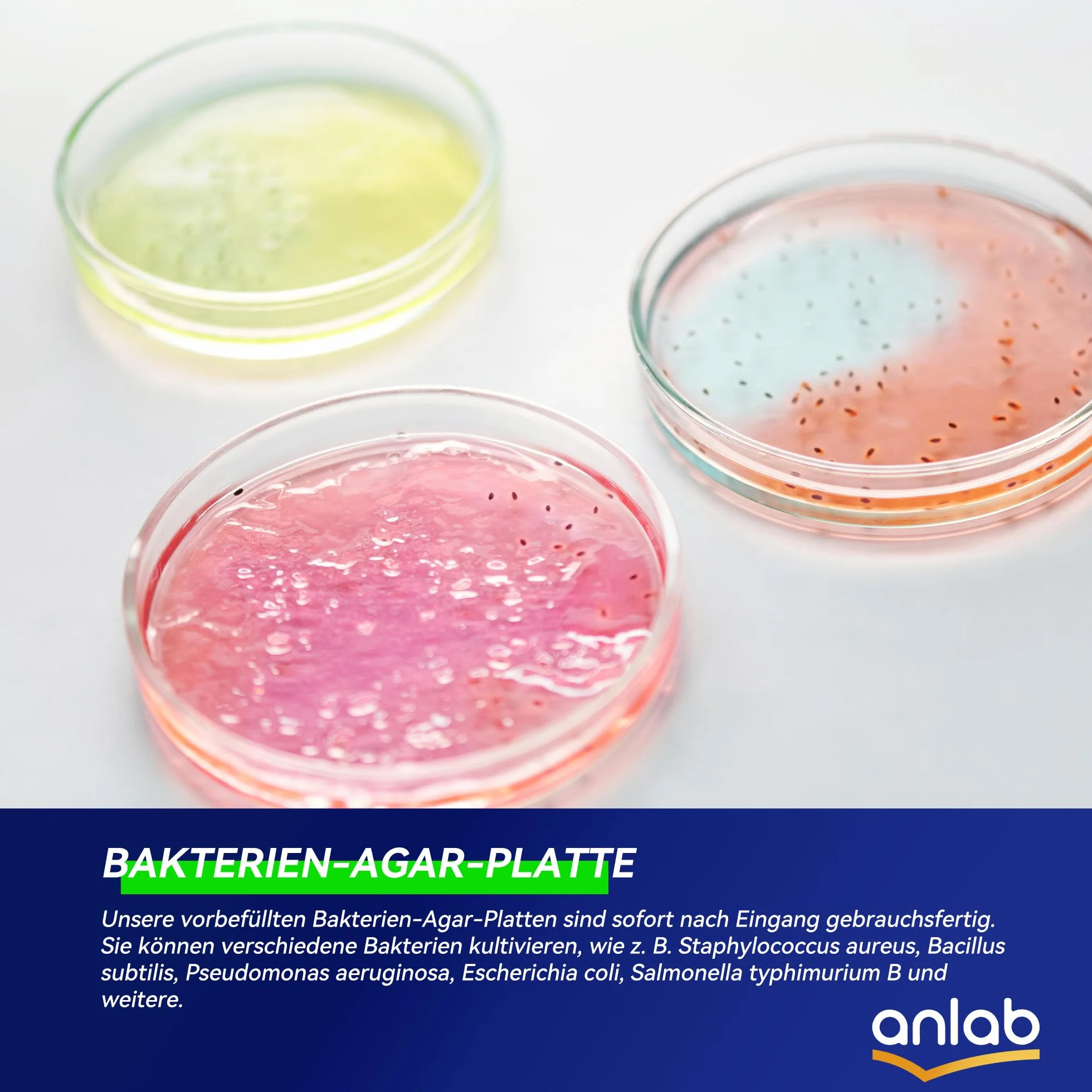 Zestaw do nauki o bakteriach Nutrient Agar Petri Dishes z wacikami bawełnianymi (10 sztuk)