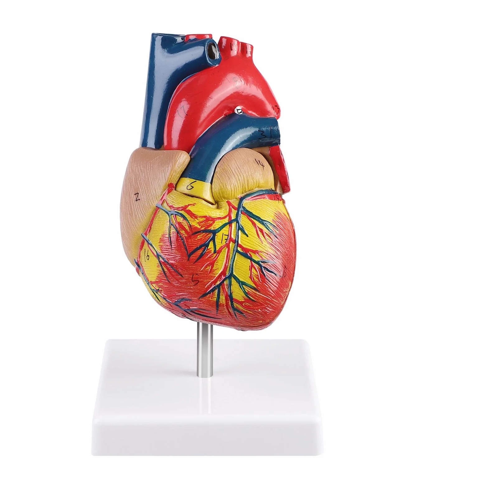 ERWEY Model ludzkiego serca do anatomii, replika 1:1 modelu serca naturalnej wielkości, z 34 oznaczeniami anatomicznymi i podstawą z PVC