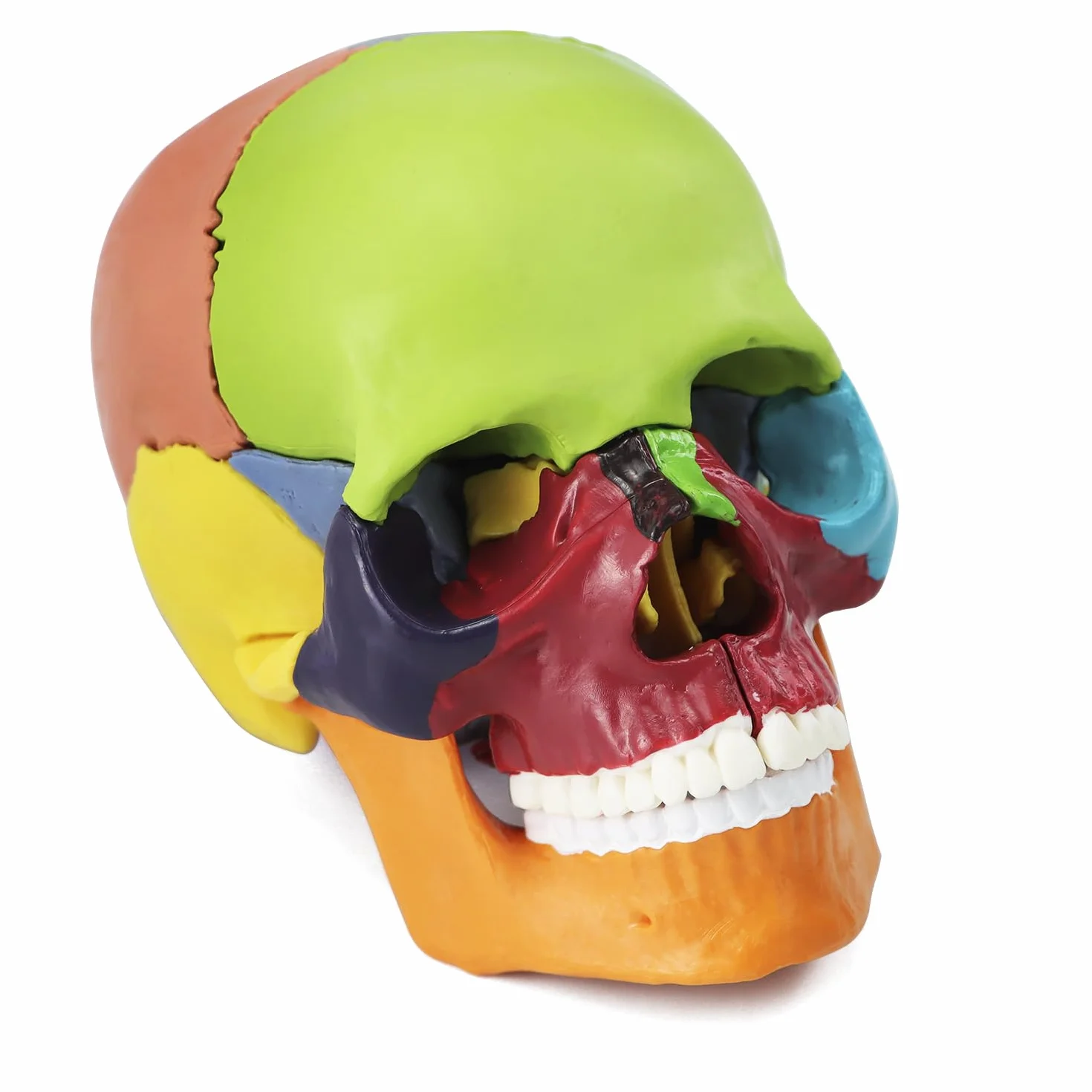 QWORK® kolorowy model czaszki 15 sztuk do lekcji anatomii, szczegółowe odwzorowanie kolorów umożliwia szybką identyfikację