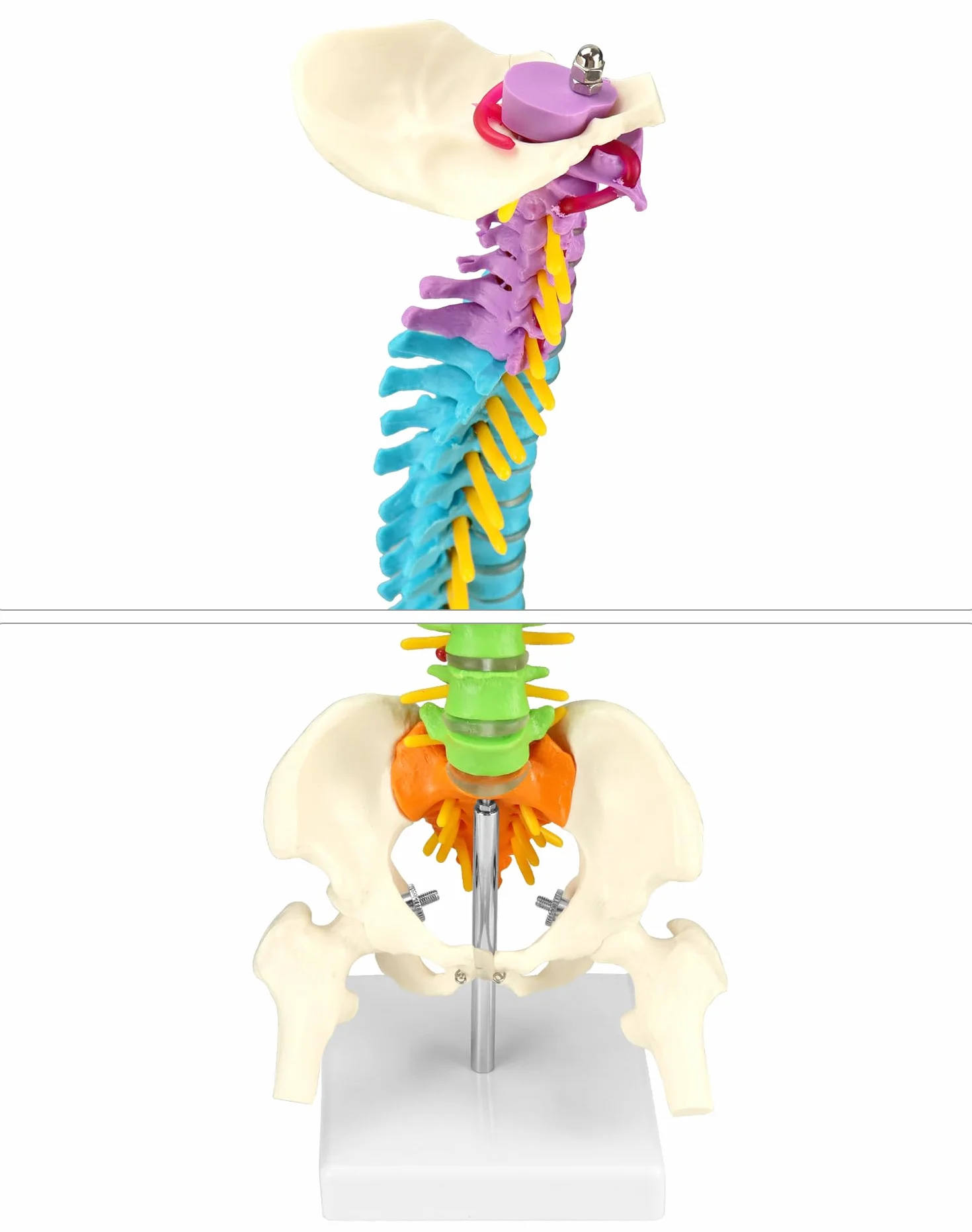 QWORK Elastyczny model kręgosłupa ludzkiego z nerwami rdzeniowymi miednicy i kości udowych 45 cm anatomiczny dla studentów medycyny
