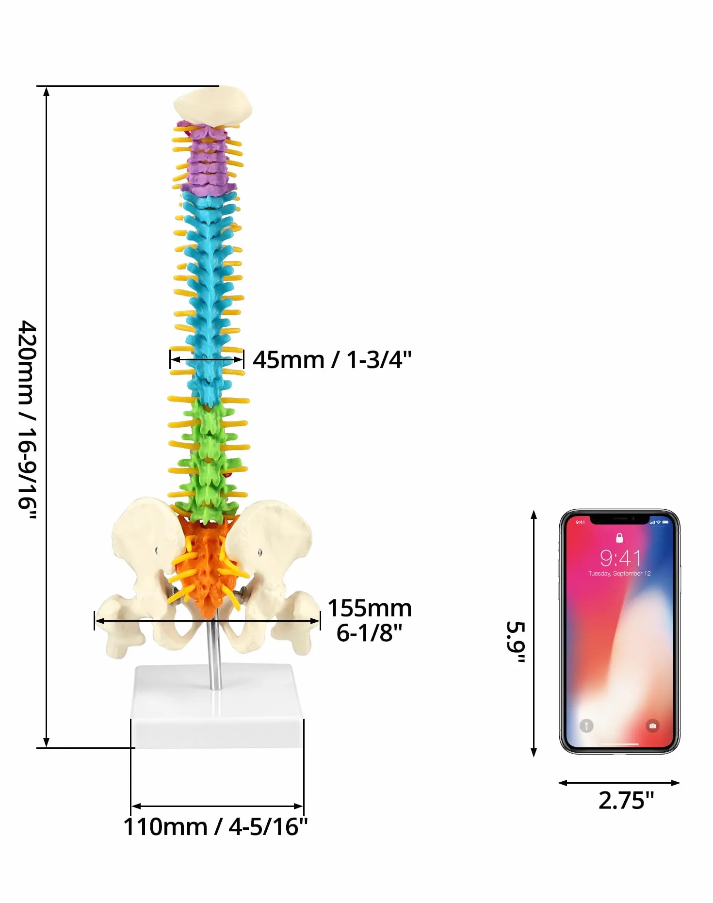 QWORK Elastyczny model kręgosłupa ludzkiego z nerwami rdzeniowymi miednicy i kości udowych 45 cm anatomiczny dla studentów medycyny