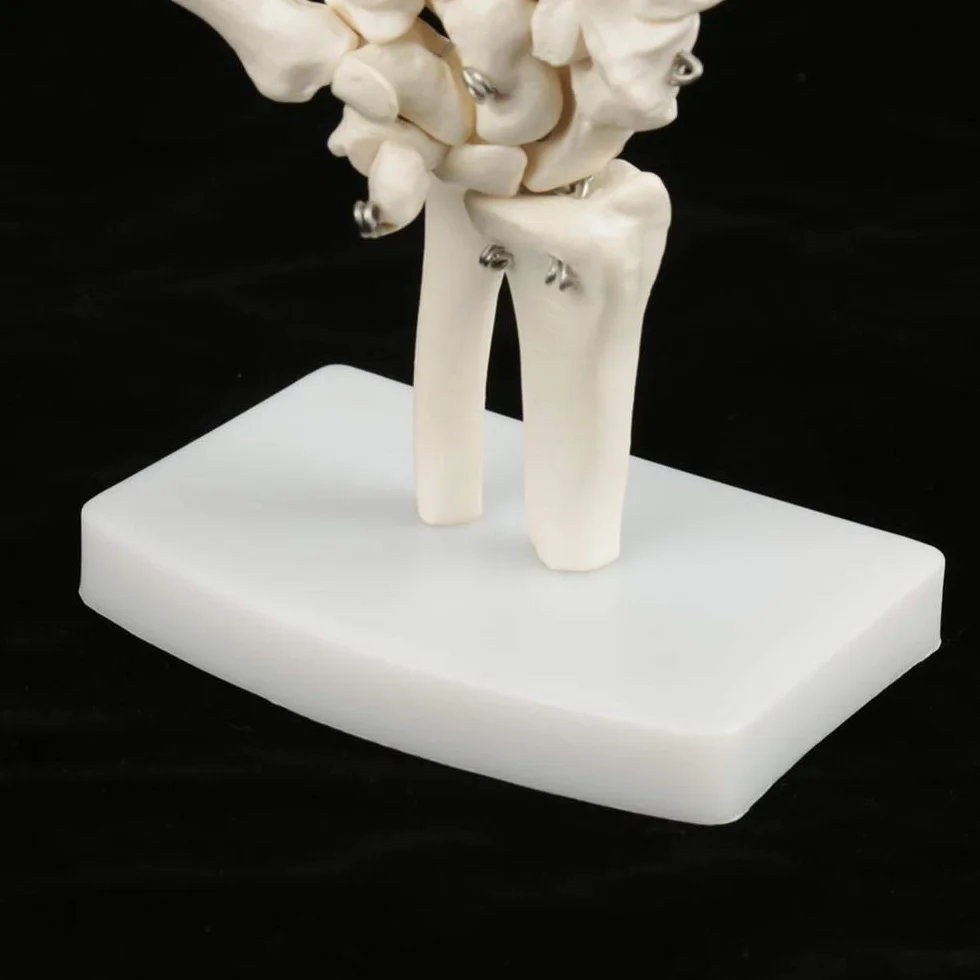 Model szkieletu ludzkiej dłoni i nadgarstka, medyczny anatomiczny model szkieletu ludzkiego nadgarstka 1:1 dla szkół szpitalny sprzęt laboratoryjny