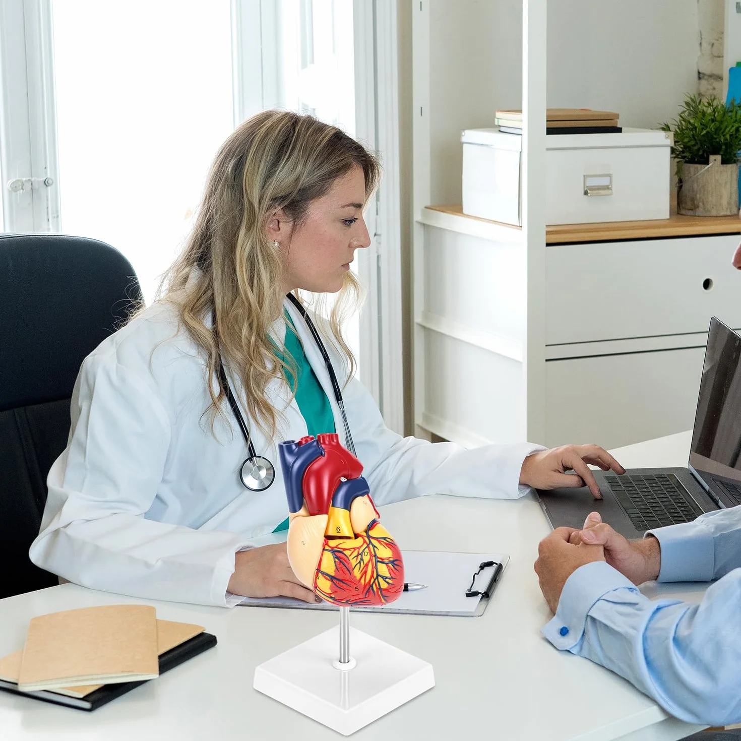 QWORK 2-częściowy model serca naturalnej wielkości z 34 oznaczeniami anatomicznymi