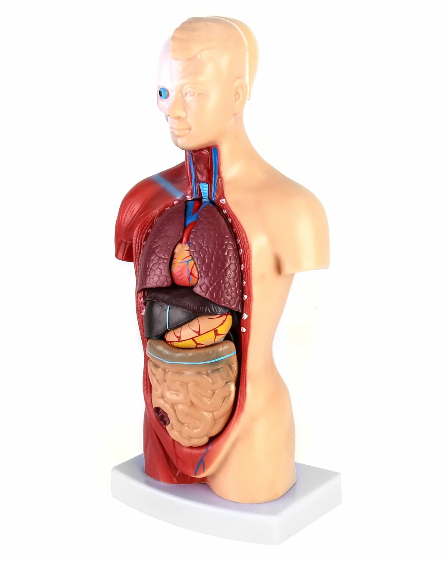 QWORK 15-częściowy model anatomiczny człowieka 28 cm