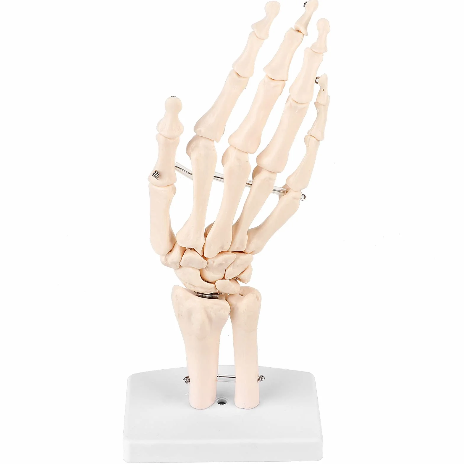 Model szkieletu ludzkiej dłoni i nadgarstka, medyczny anatomiczny model szkieletu ludzkiego nadgarstka 1:1 dla szkół szpitalny sprzęt laboratoryjny