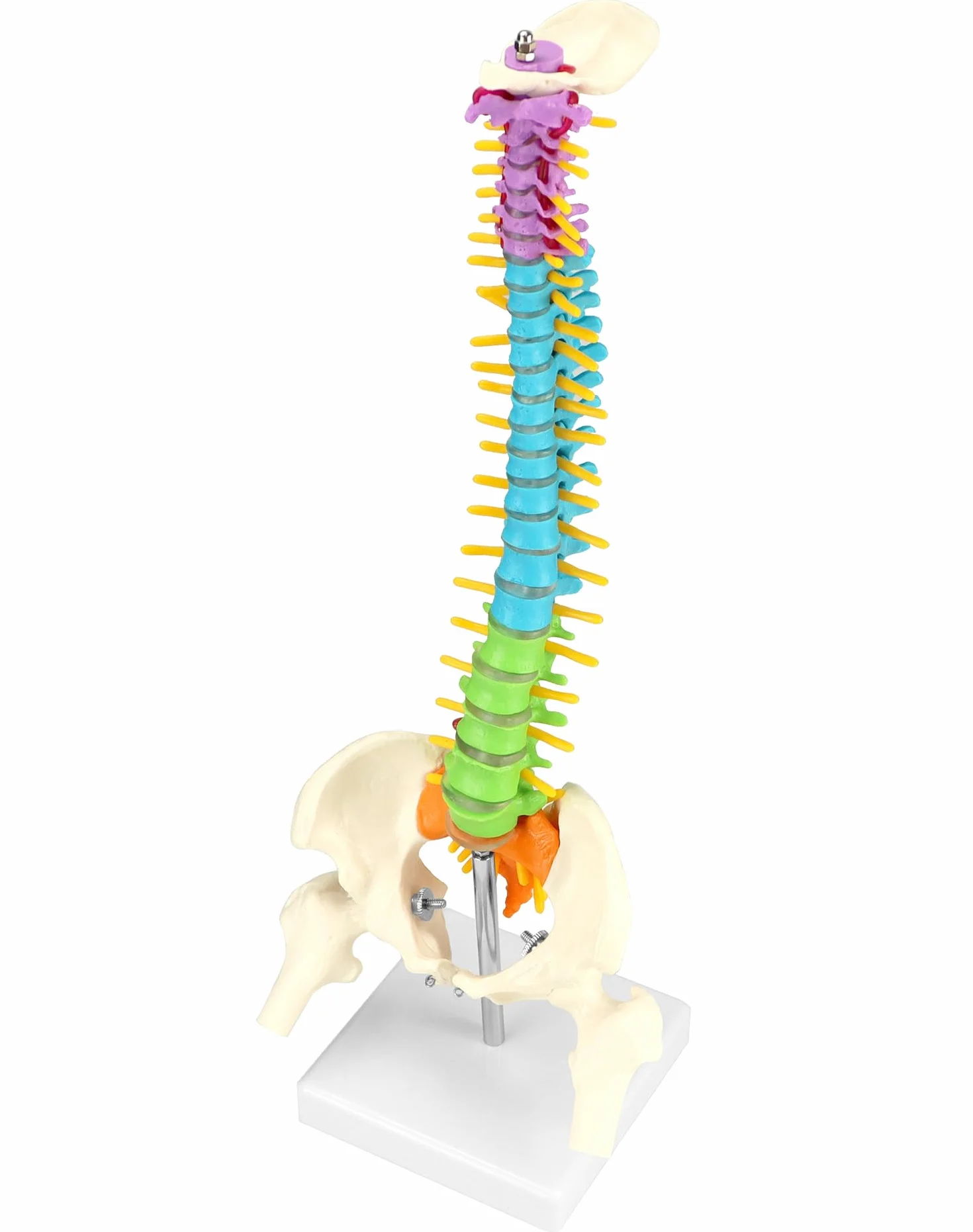 QWORK Elastyczny model kręgosłupa ludzkiego z nerwami rdzeniowymi miednicy i kości udowych 45 cm anatomiczny dla studentów medycyny