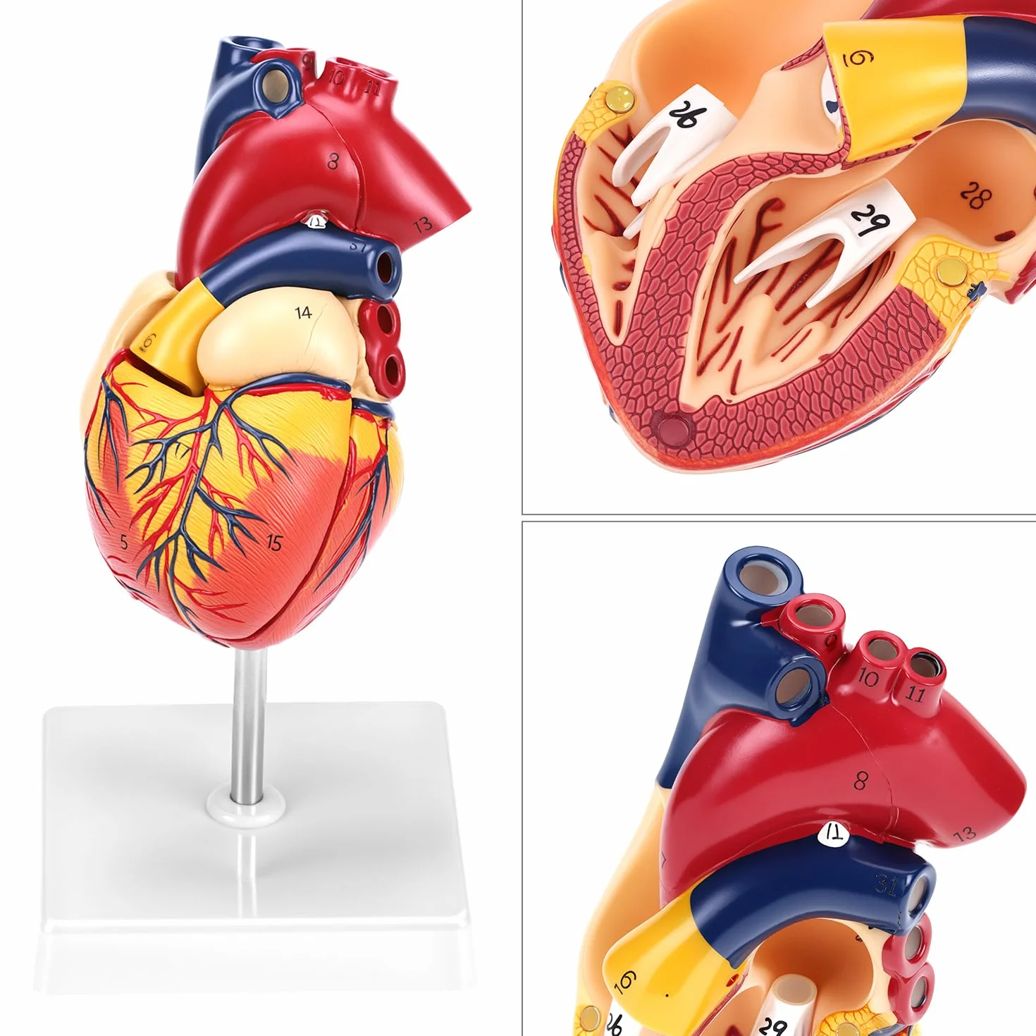 QWORK 2-częściowy model serca naturalnej wielkości z 34 oznaczeniami anatomicznymi
