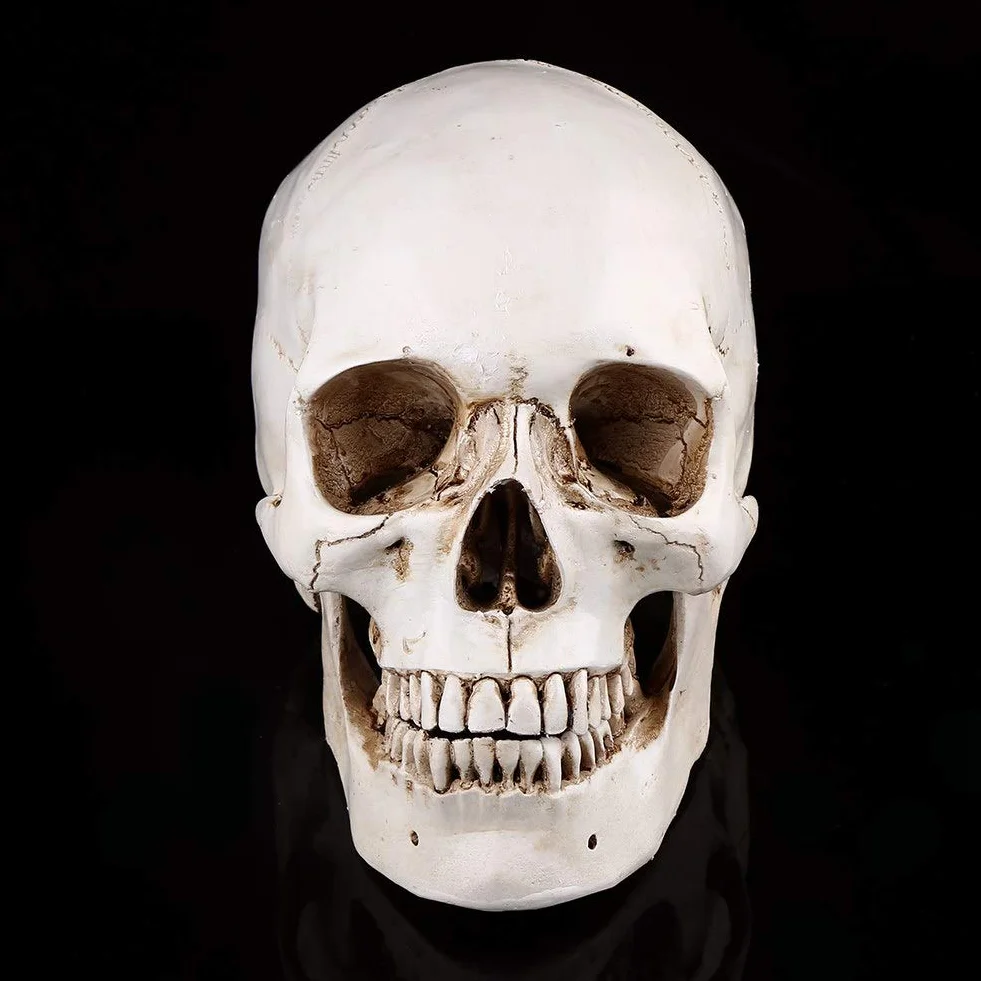 3-częściowa replika ludzkiej czaszki, naturalnej wielkości, model anatomiczny do dekoracji Halloween, realistyczna imitacja czaszki