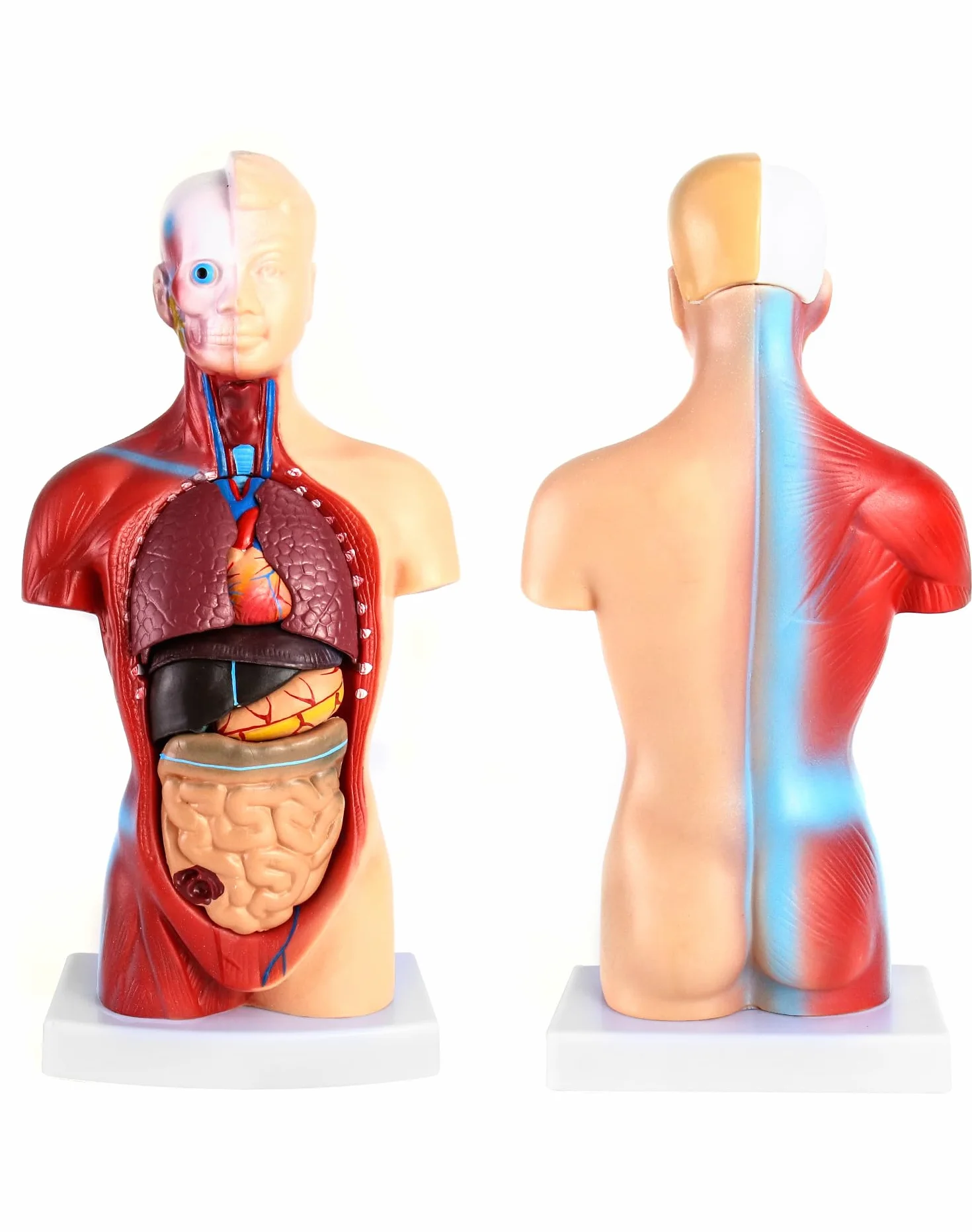 QWORK 15-częściowy model anatomiczny człowieka 28 cm