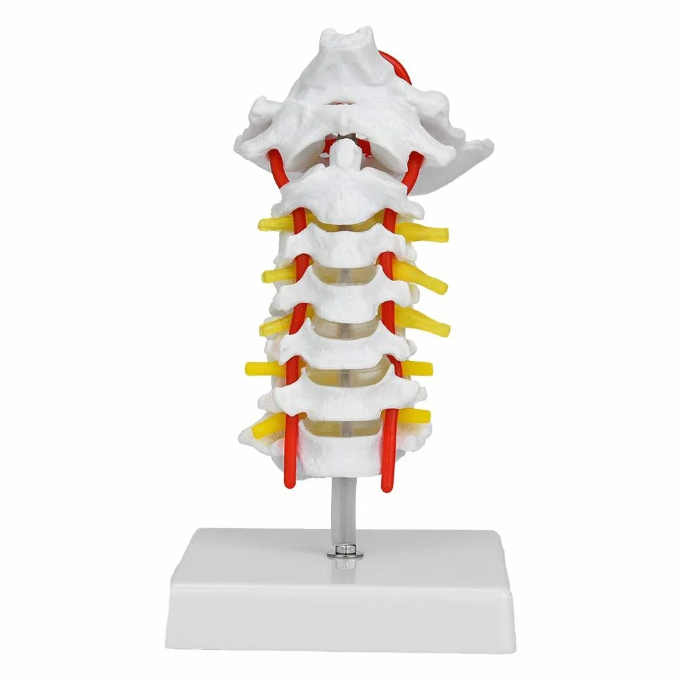 Model ludzkiego kręgu szyjnego 1:1, model kręgosłupa szyjnego z tętnicą szyjną, model anatomiczny nerwów kręgosłupa do laboratorium naukowego
