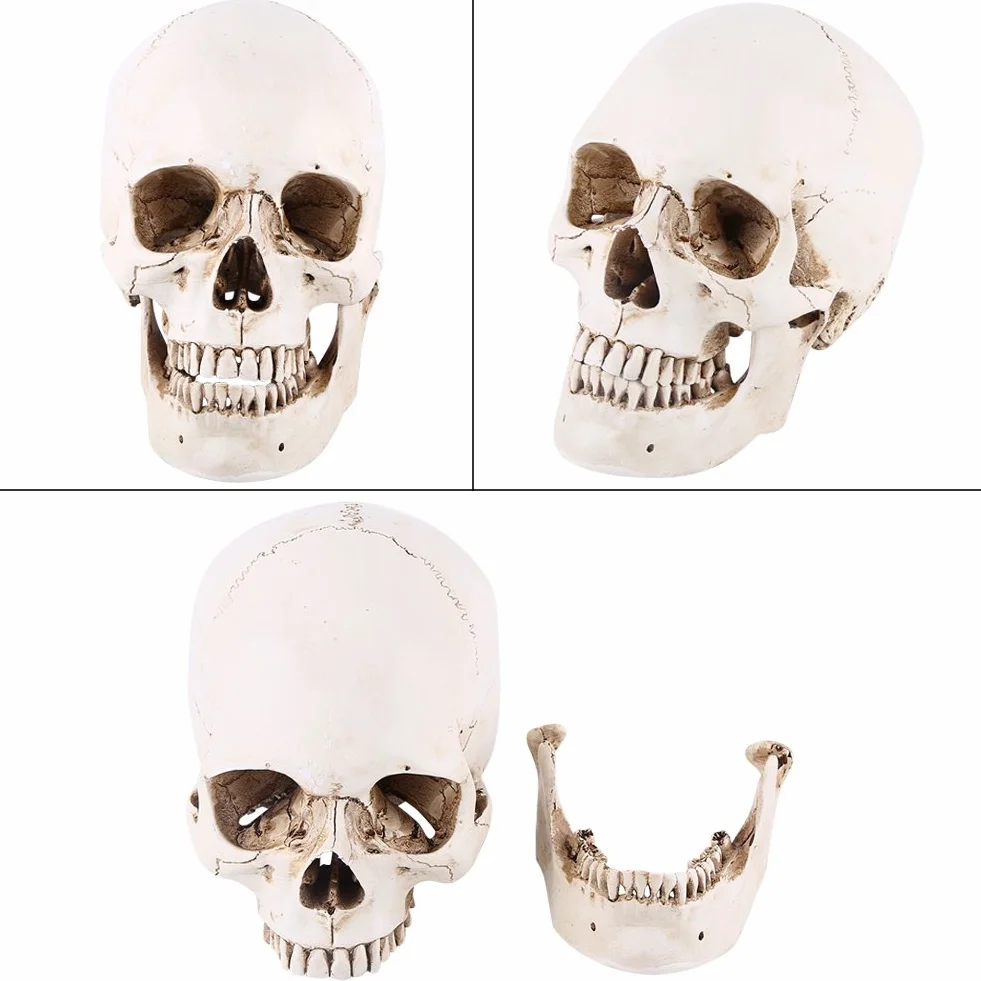 3-częściowa replika ludzkiej czaszki, naturalnej wielkości, model anatomiczny do dekoracji Halloween, realistyczna imitacja czaszki