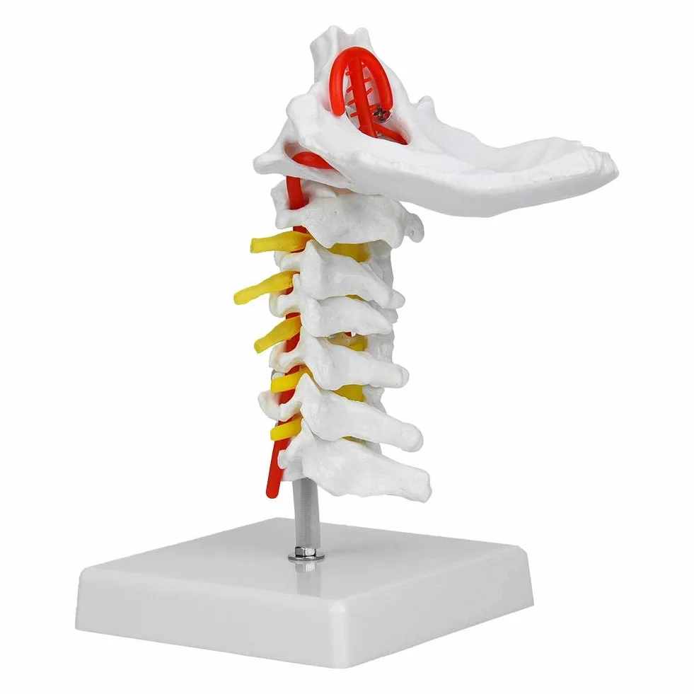 Model ludzkiego kręgu szyjnego 1:1, model kręgosłupa szyjnego z tętnicą szyjną, model anatomiczny nerwów kręgosłupa do laboratorium naukowego