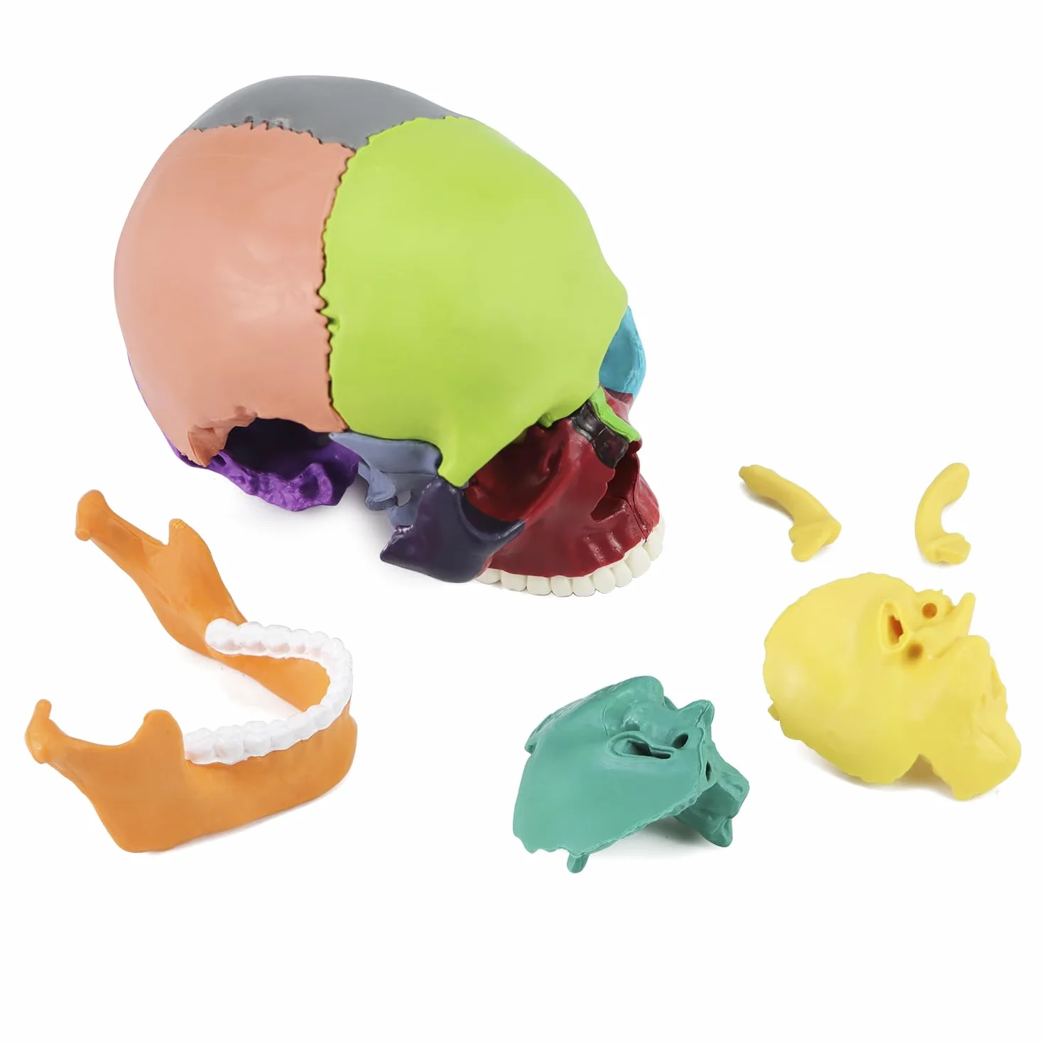 QWORK® kolorowy model czaszki 15 sztuk do lekcji anatomii, szczegółowe odwzorowanie kolorów umożliwia szybką identyfikację