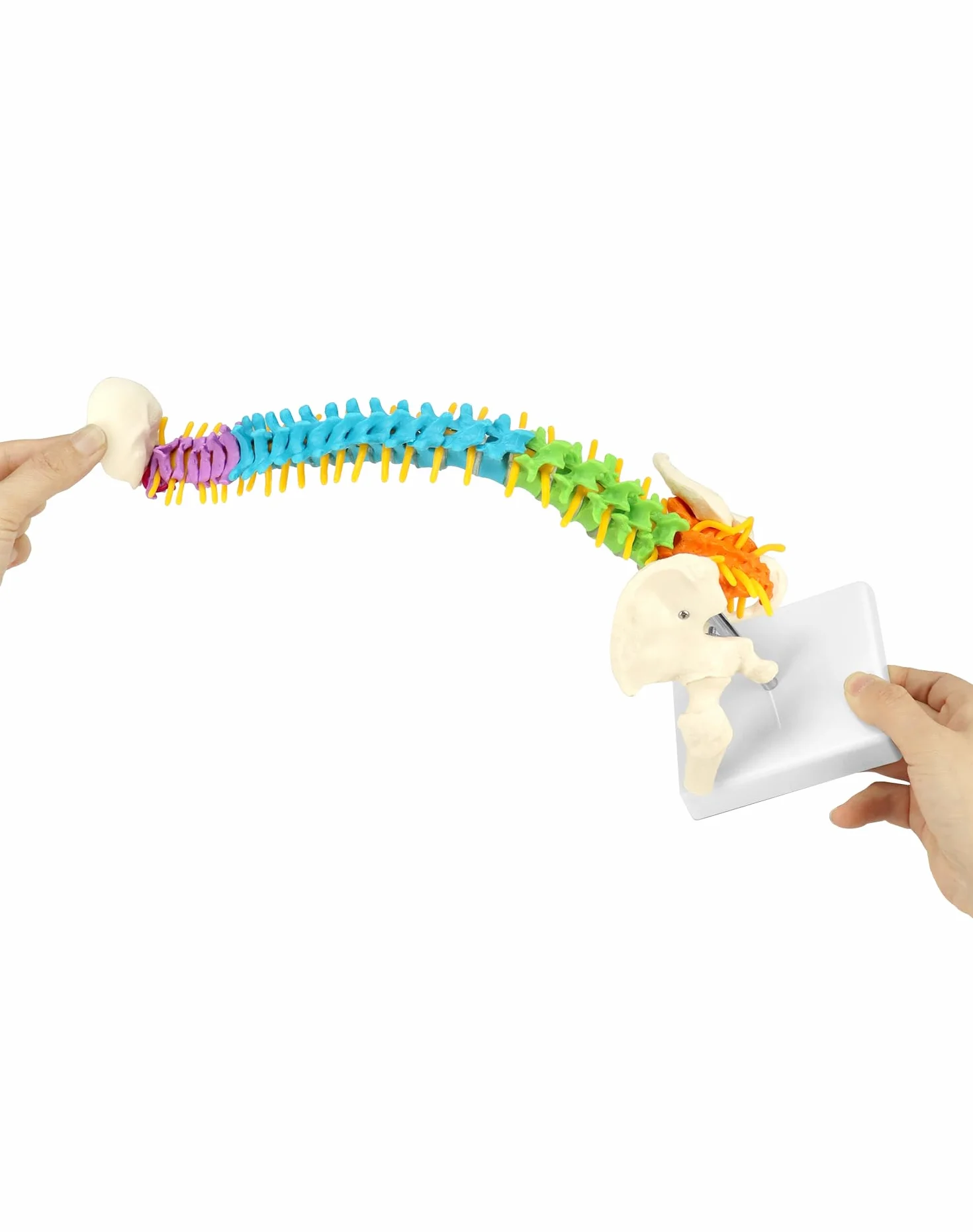 QWORK Elastyczny model kręgosłupa ludzkiego z nerwami rdzeniowymi miednicy i kości udowych 45 cm anatomiczny dla studentów medycyny