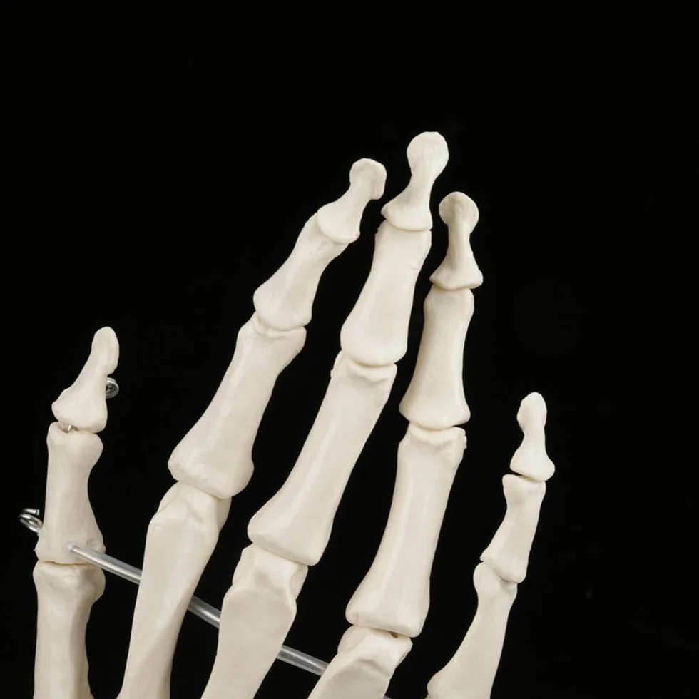Model szkieletu ludzkiej dłoni i nadgarstka, medyczny anatomiczny model szkieletu ludzkiego nadgarstka 1:1 dla szkół szpitalny sprzęt laboratoryjny