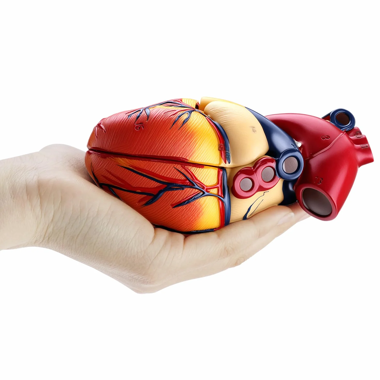 QWORK 2-częściowy model serca naturalnej wielkości z 34 oznaczeniami anatomicznymi