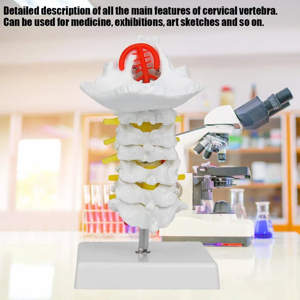 Model ludzkiego kręgu szyjnego 1:1, model kręgosłupa szyjnego z tętnicą szyjną, model anatomiczny nerwów kręgosłupa do laboratorium naukowego
