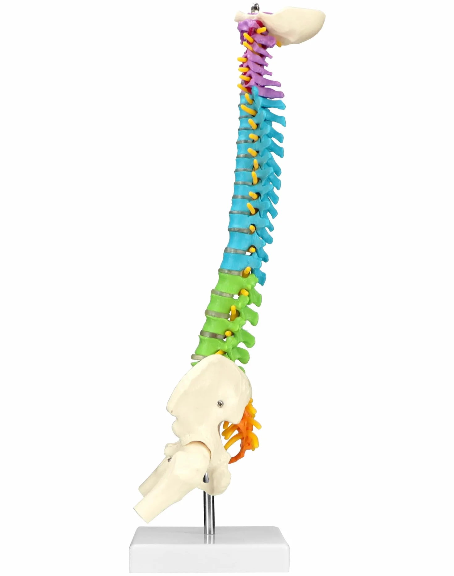 QWORK Elastyczny model kręgosłupa ludzkiego z nerwami rdzeniowymi miednicy i kości udowych 45 cm anatomiczny dla studentów medycyny