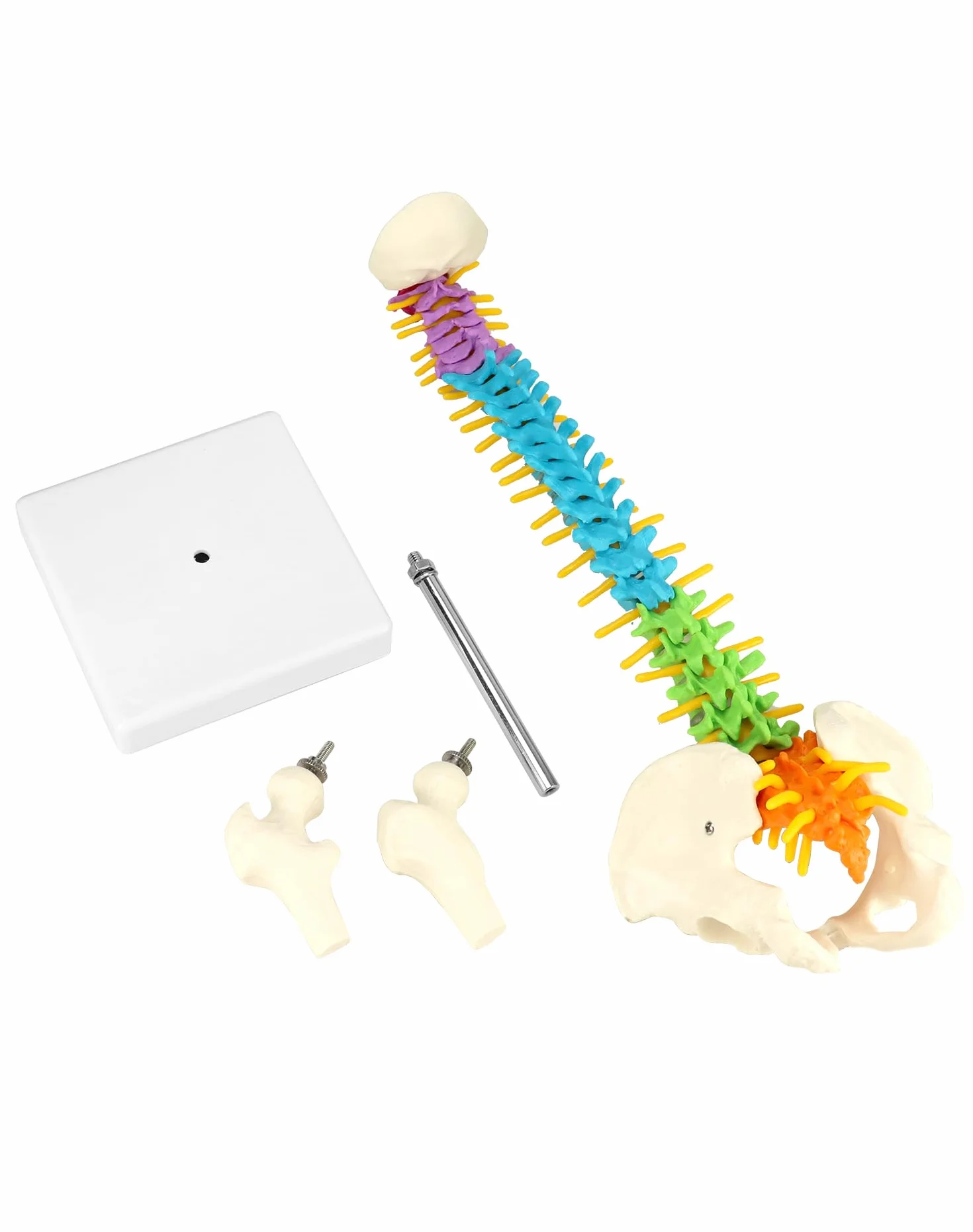QWORK Elastyczny model kręgosłupa ludzkiego z nerwami rdzeniowymi miednicy i kości udowych 45 cm anatomiczny dla studentów medycyny