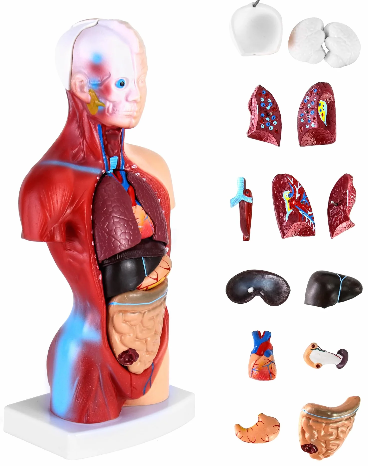 QWORK 15-częściowy model anatomiczny człowieka 28 cm