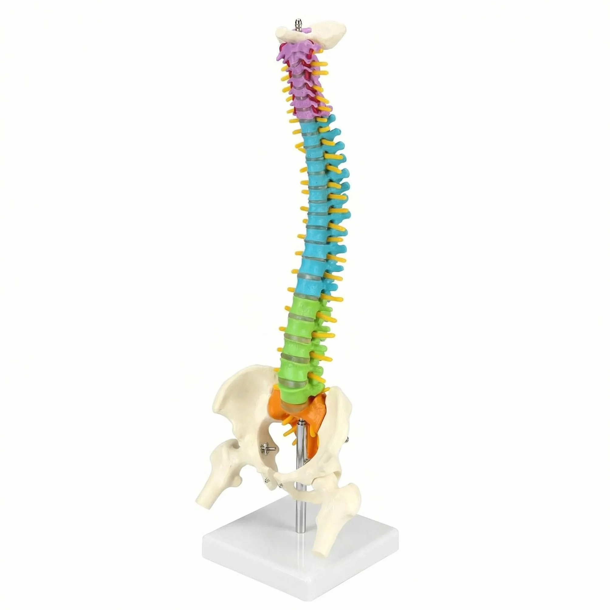 QWORK Elastyczny model kręgosłupa ludzkiego z nerwami rdzeniowymi miednicy i kości udowych 45 cm anatomiczny dla studentów medycyny