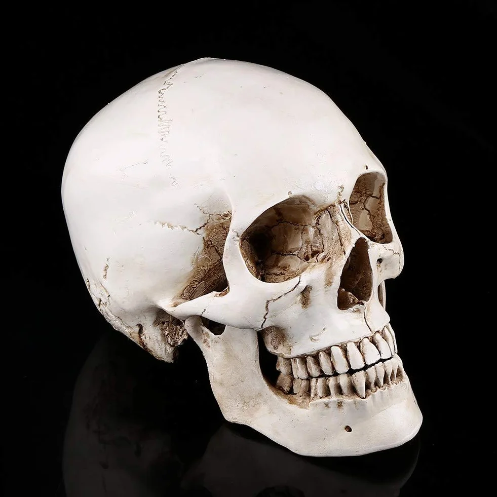 3-częściowa replika ludzkiej czaszki, naturalnej wielkości, model anatomiczny do dekoracji Halloween, realistyczna imitacja czaszki