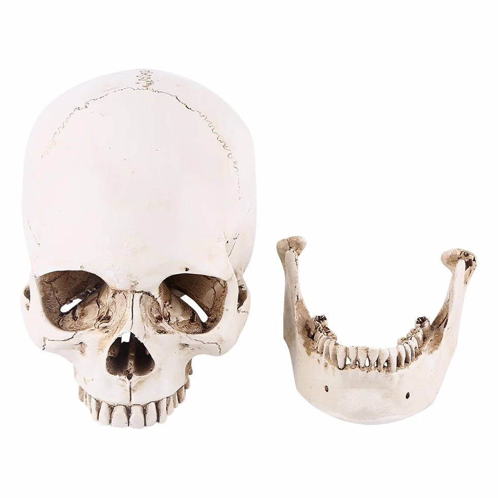 3-częściowa replika ludzkiej czaszki, naturalnej wielkości, model anatomiczny do dekoracji Halloween, realistyczna imitacja czaszki
