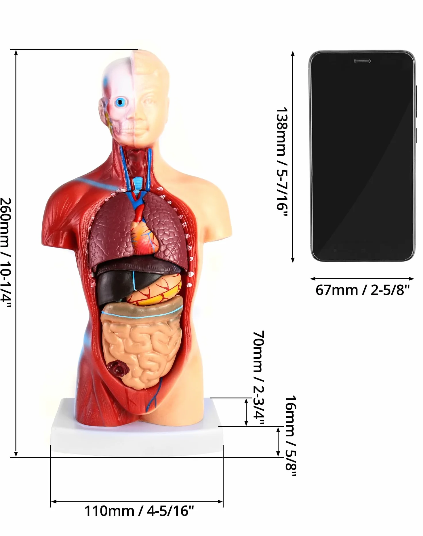 QWORK 15-częściowy model anatomiczny człowieka 28 cm