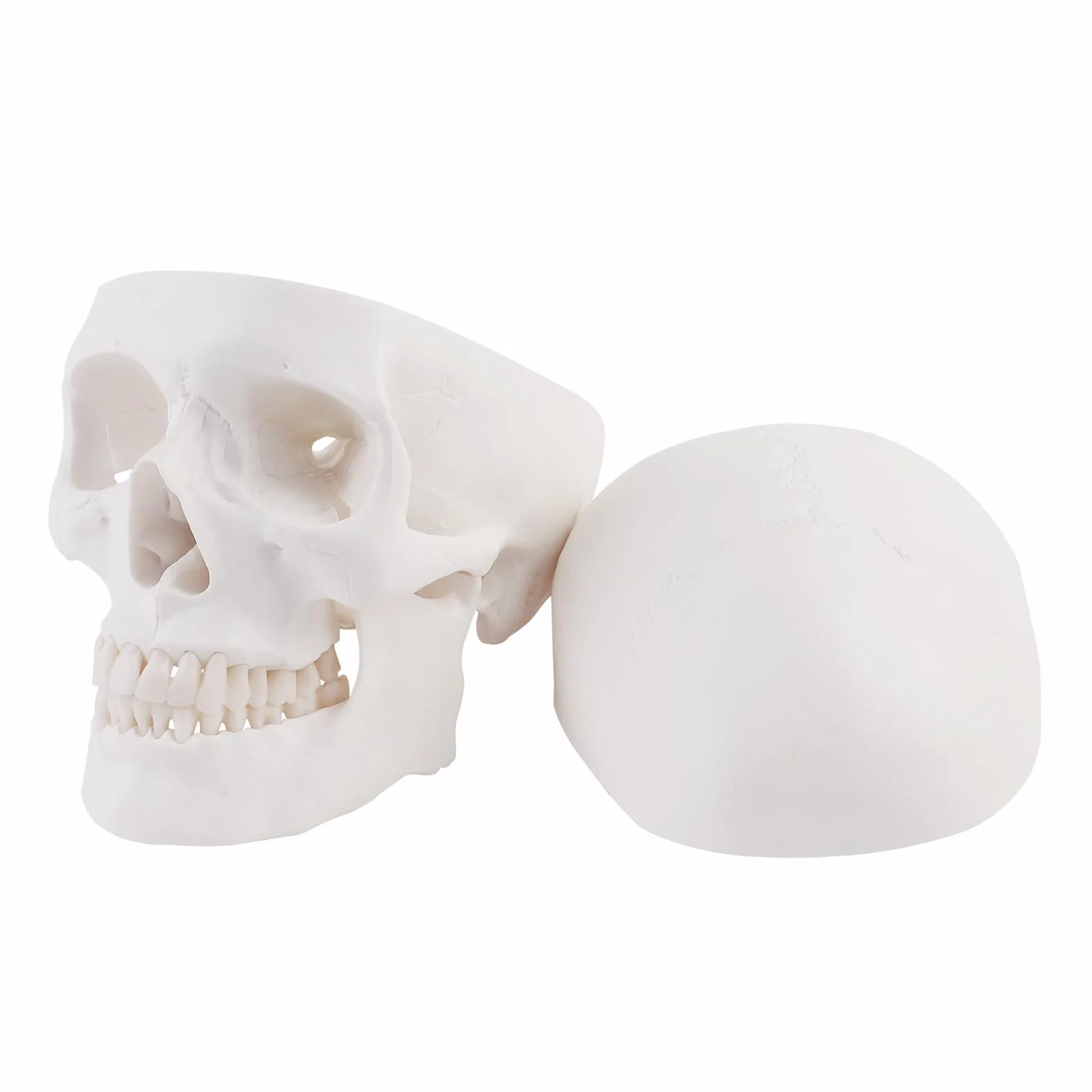 ERWEY Anatomiczny model czaszki szkielet model do nauki anatomii ，Biała