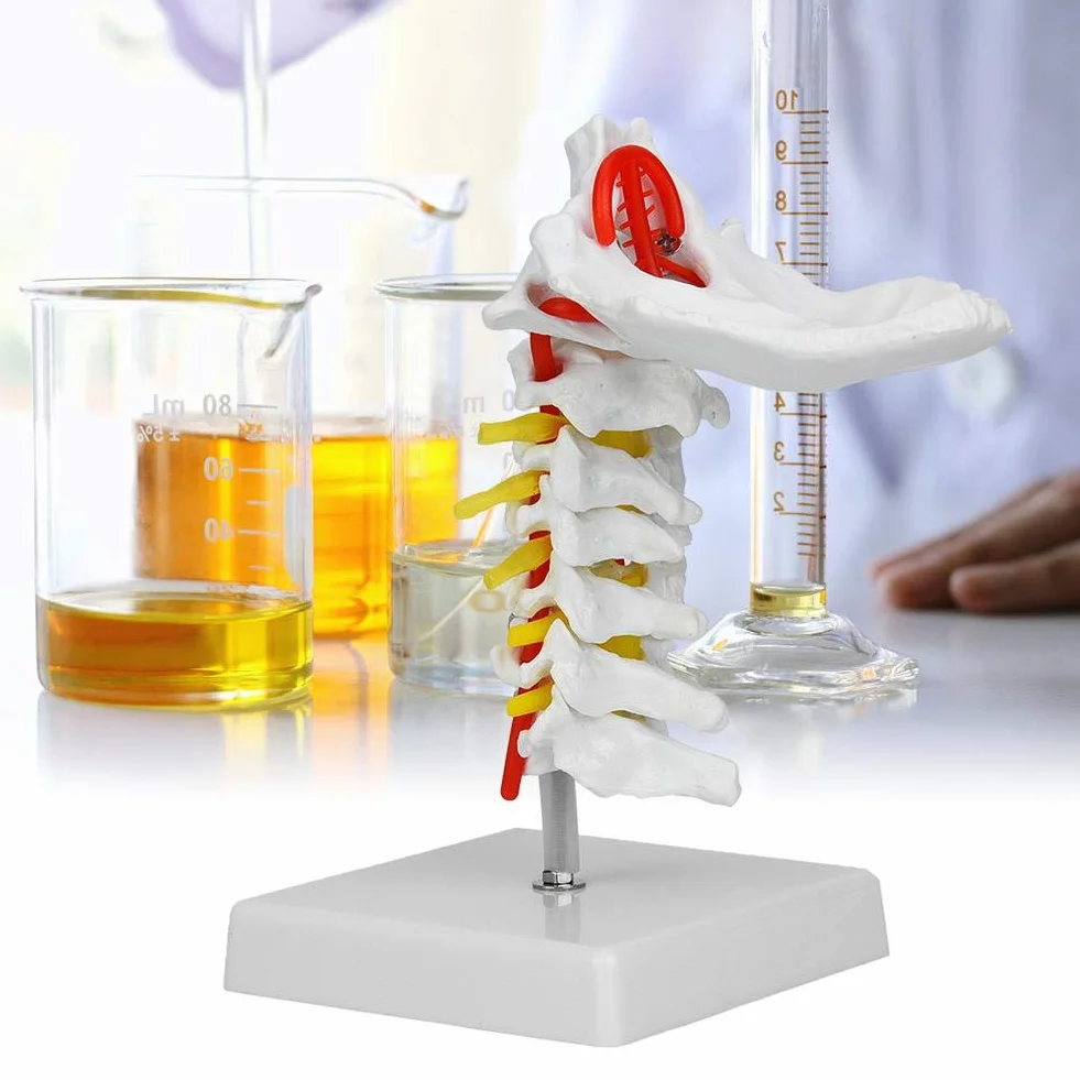 Model ludzkiego kręgu szyjnego 1:1, model kręgosłupa szyjnego z tętnicą szyjną, model anatomiczny nerwów kręgosłupa do laboratorium naukowego