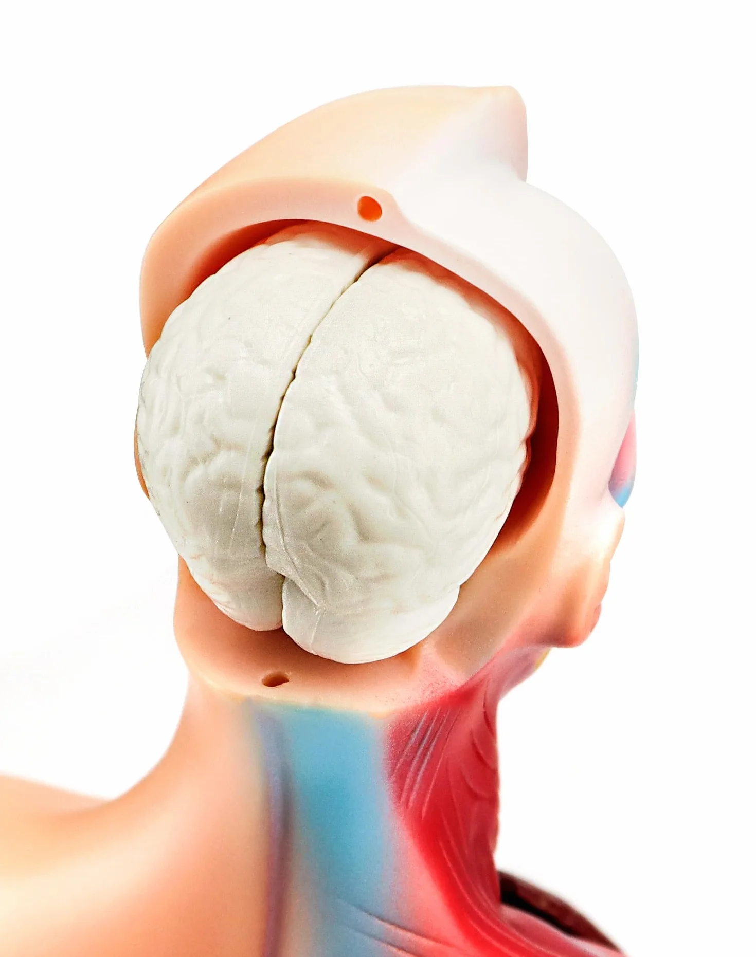 QWORK 15-częściowy model anatomiczny człowieka 28 cm