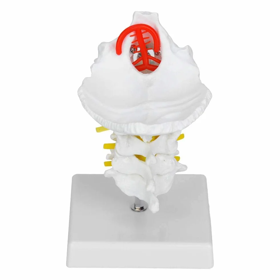 Model ludzkiego kręgu szyjnego 1:1, model kręgosłupa szyjnego z tętnicą szyjną, model anatomiczny nerwów kręgosłupa do laboratorium naukowego