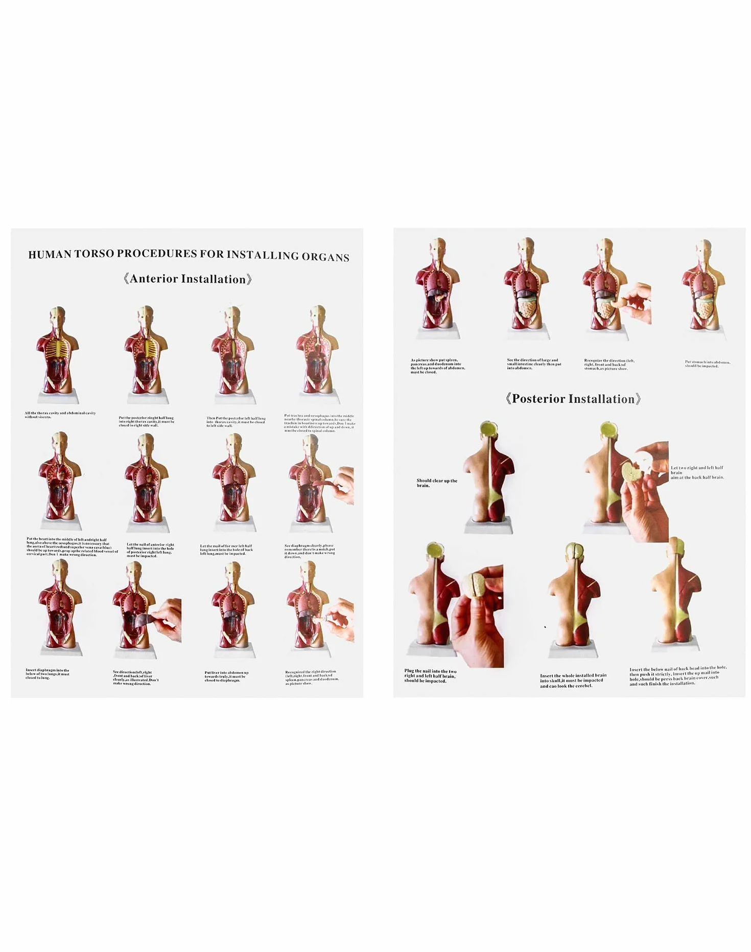 QWORK 15-częściowy model anatomiczny człowieka 28 cm