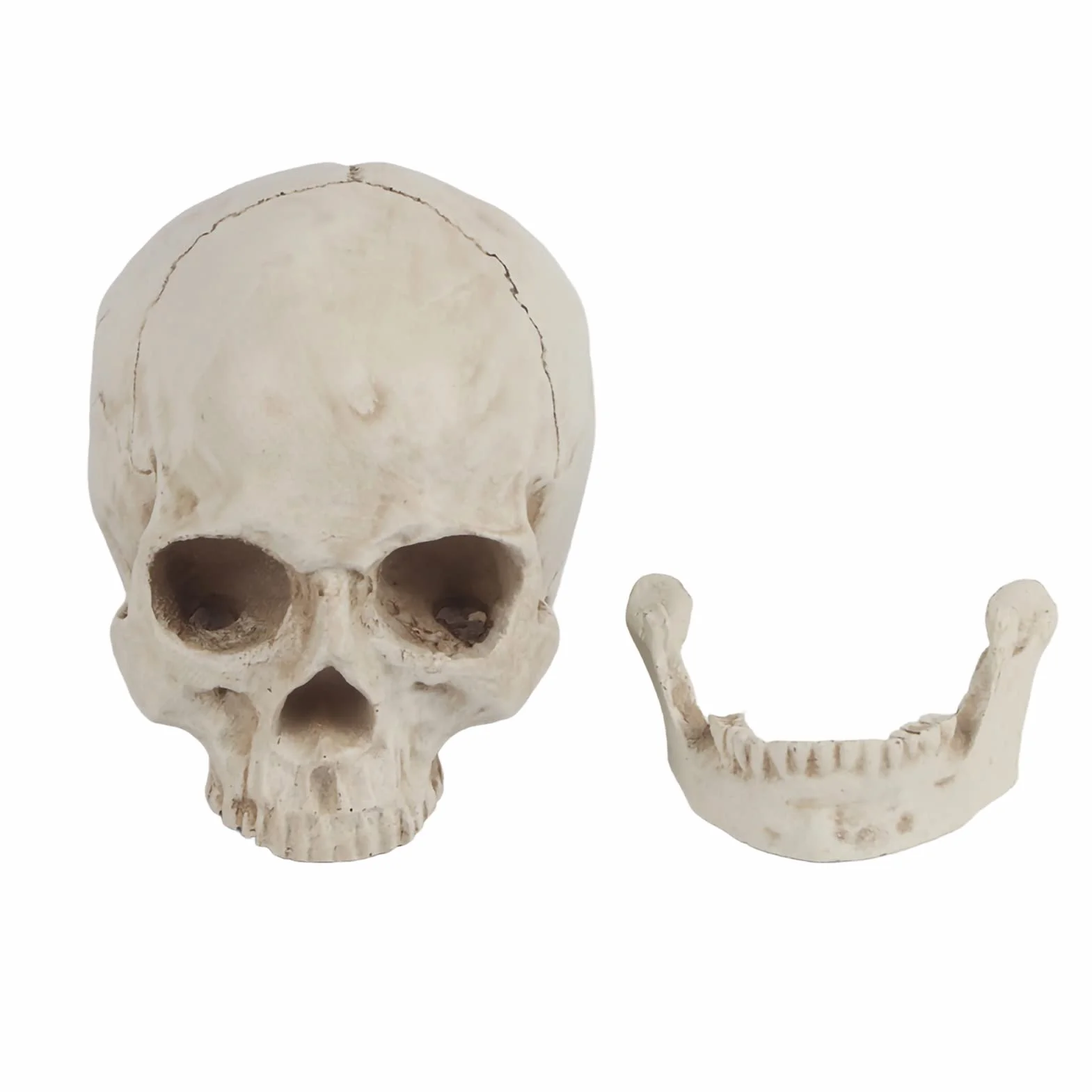 Realistyczna Replika Czaszki Ludzkiej Biała Żywica Ruchoma Szczęka Model Anatomiczny Halloween