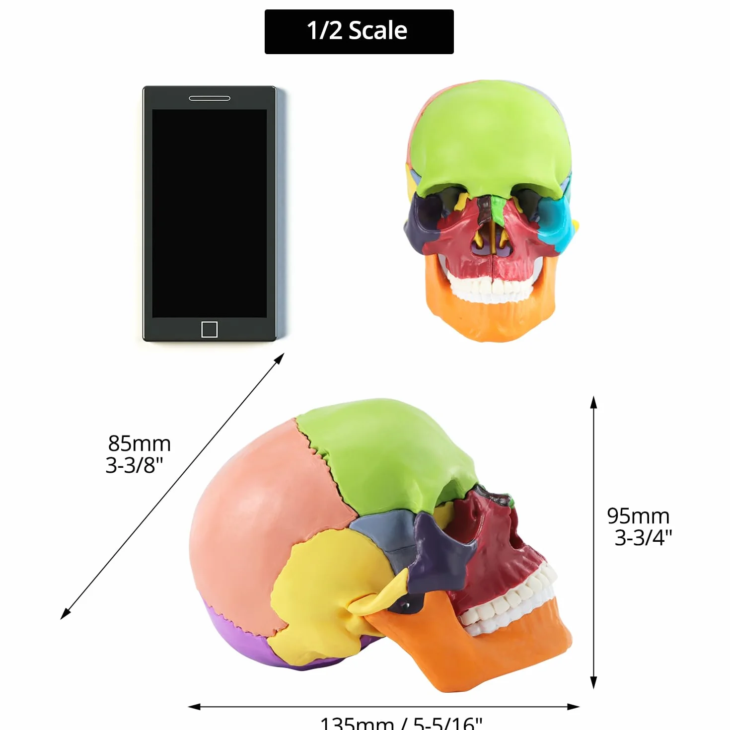 QWORK® kolorowy model czaszki 15 sztuk do lekcji anatomii, szczegółowe odwzorowanie kolorów umożliwia szybką identyfikację