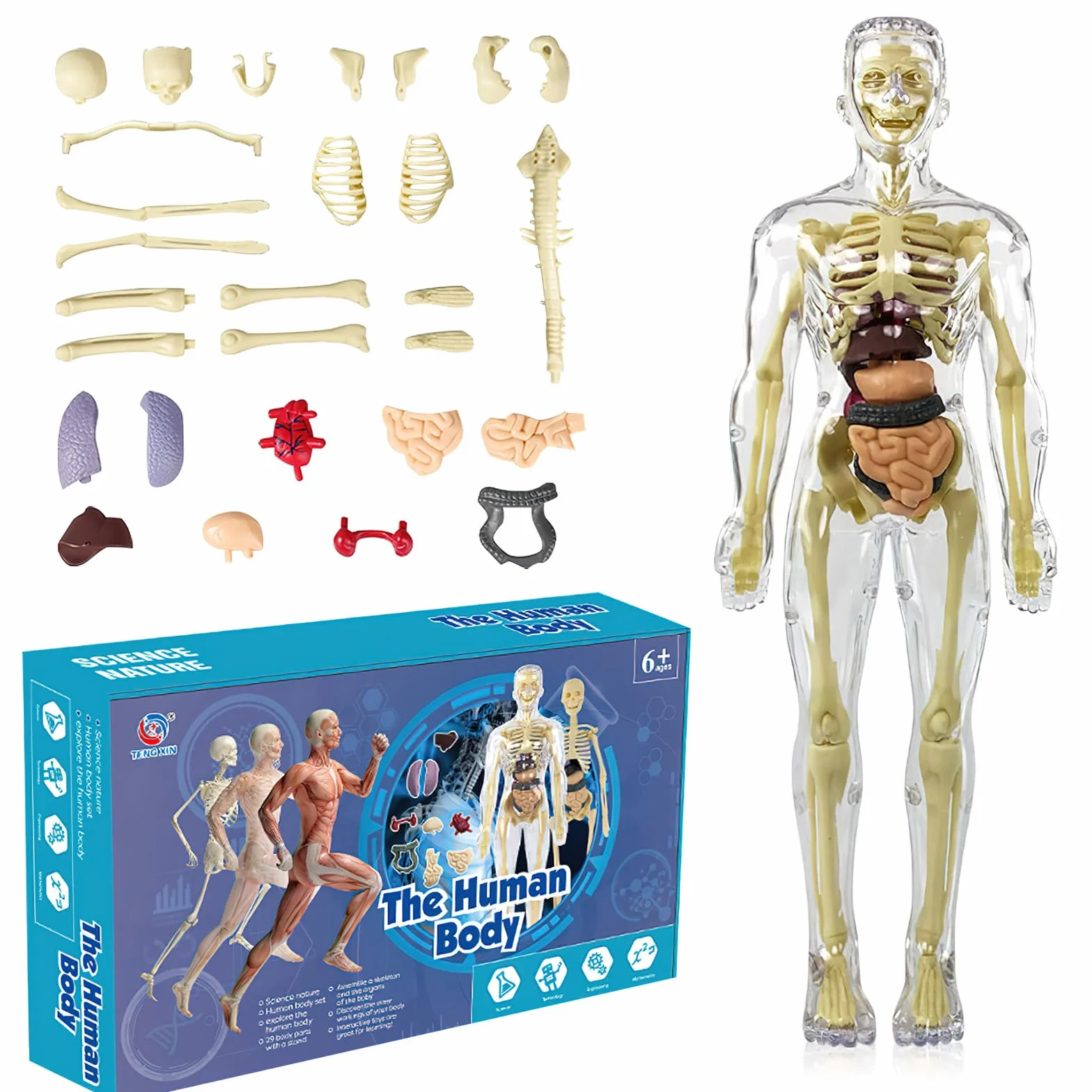Model 3D ludzkiego ciała dla dzieci, model anatomiczny ciała, model anatomiczny, model szkieletu, model nauczania ludzkiego ciała, model szkieletu, model szkieletu ludzkiego