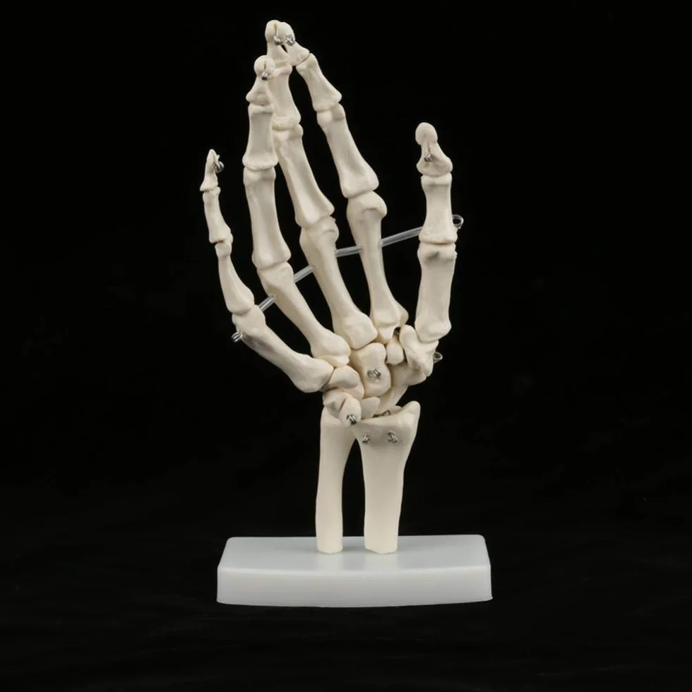Model szkieletu ludzkiej dłoni i nadgarstka, medyczny anatomiczny model szkieletu ludzkiego nadgarstka 1:1 dla szkół szpitalny sprzęt laboratoryjny