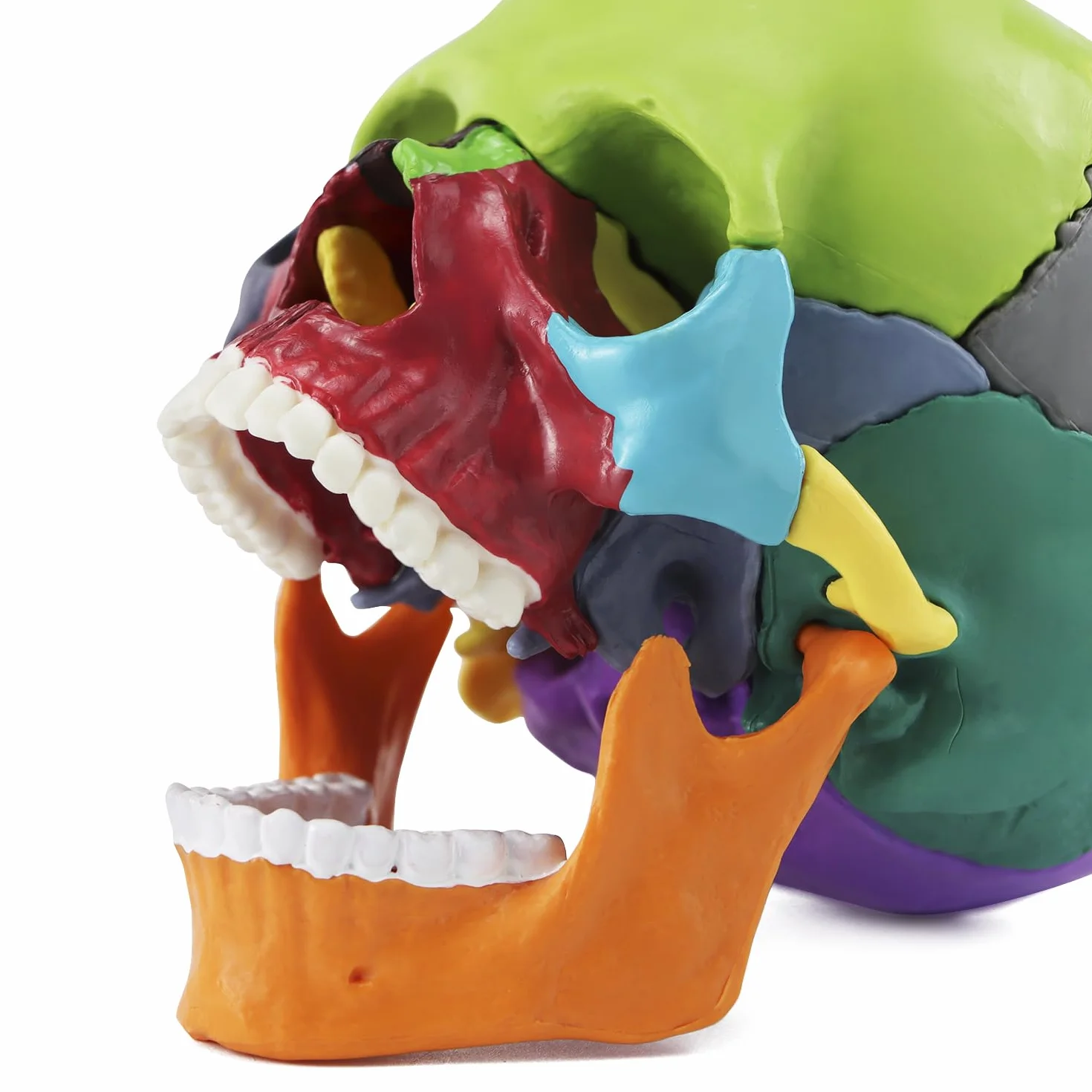 QWORK® kolorowy model czaszki 15 sztuk do lekcji anatomii, szczegółowe odwzorowanie kolorów umożliwia szybką identyfikację